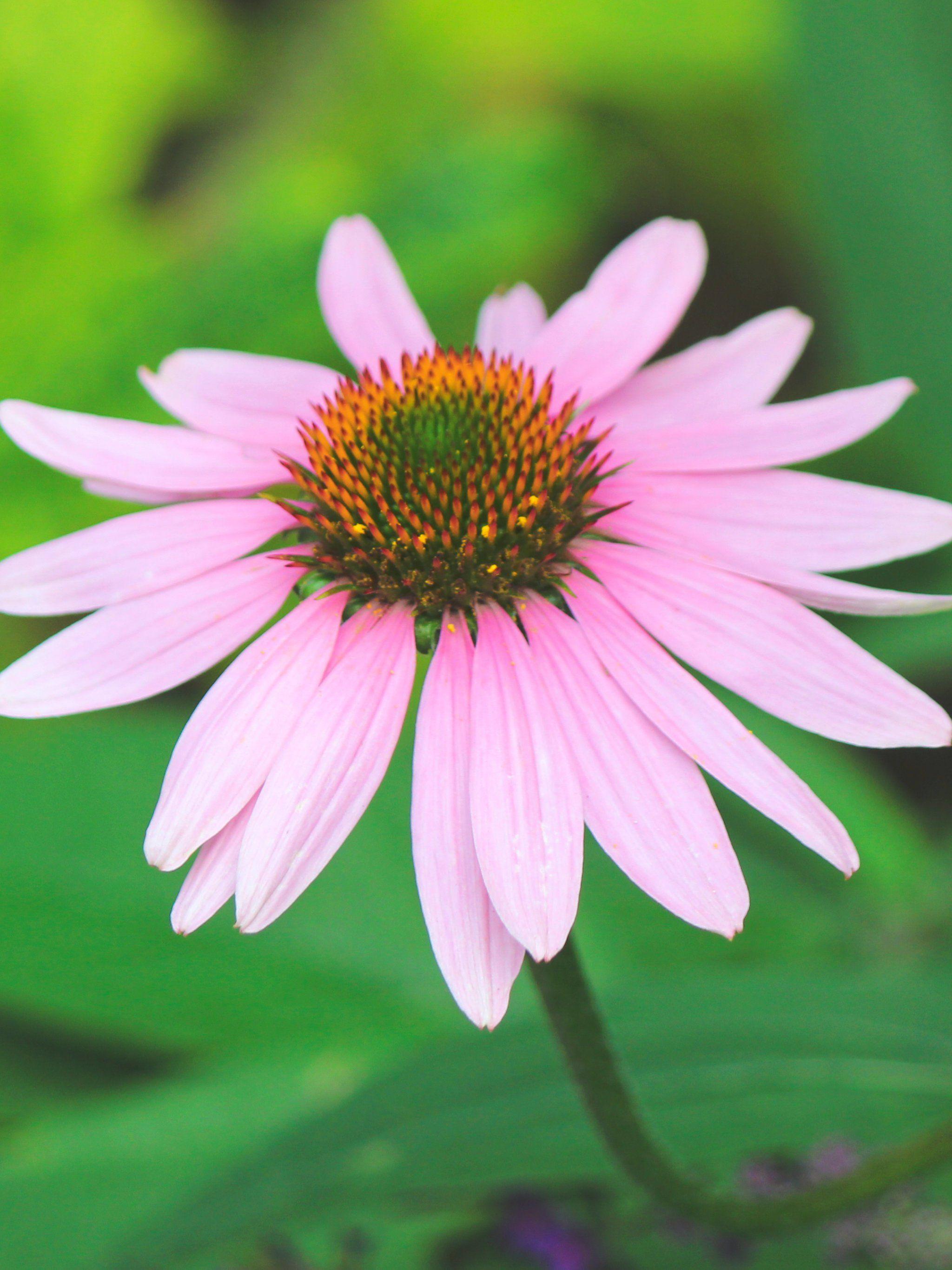 Dark Pink Flower Wallpapers - Top Free Dark Pink Flower Backgrounds - WallpaperAccess