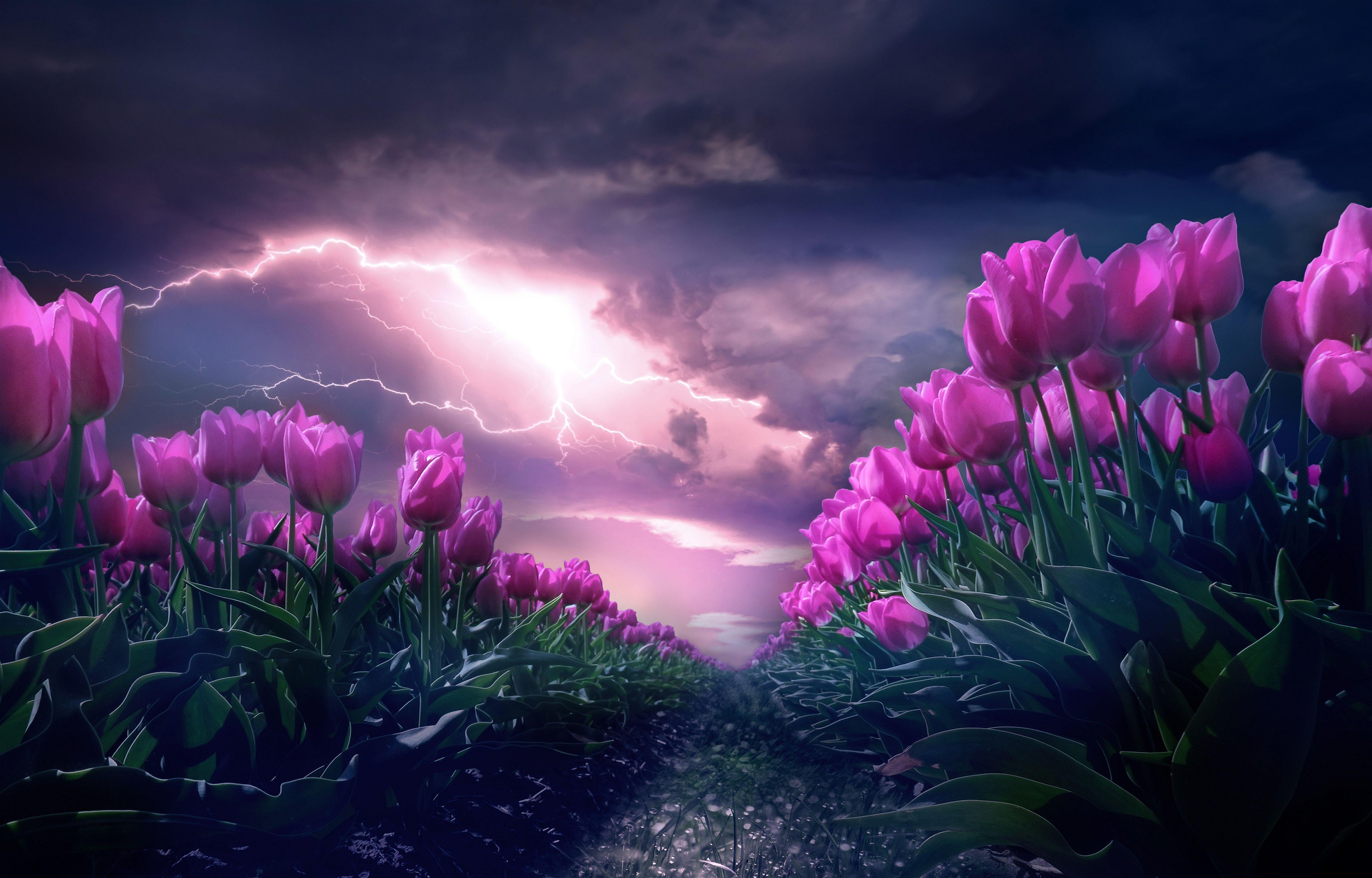 5000x3201 Pink flowers 4K Wallpaper, Path, Thunderstorm, Dark Sky, 5K, Flowers