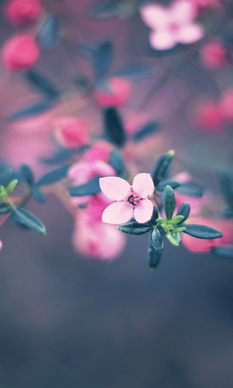 768x1280 1020 Wallpaper