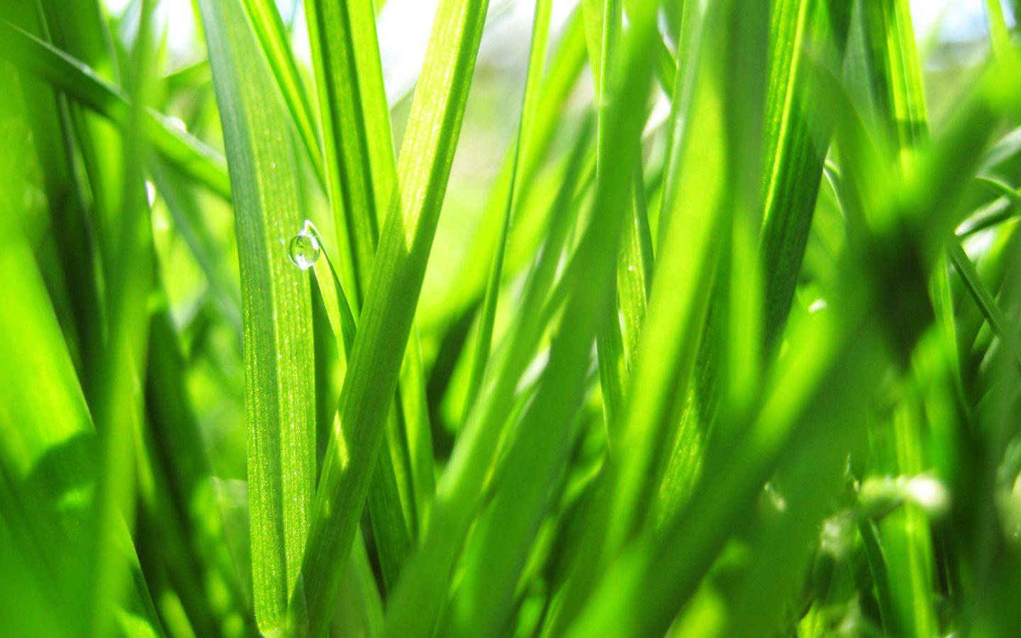 1440x900 Nature wallpaper. Wallpaper free HD downloads. iPhone, iPad, android wallpaper for free