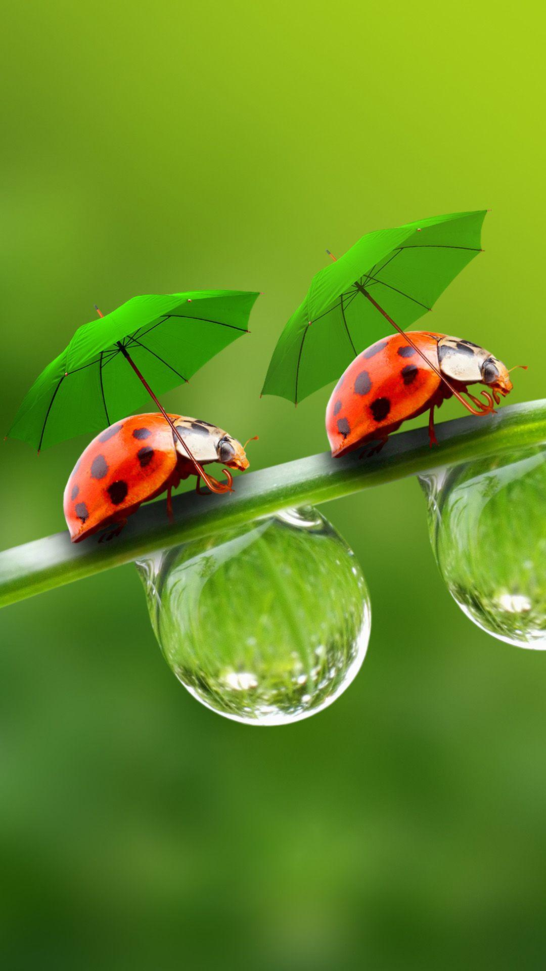 1080x1920 Best insect iPhone 8 Wallpaper HD