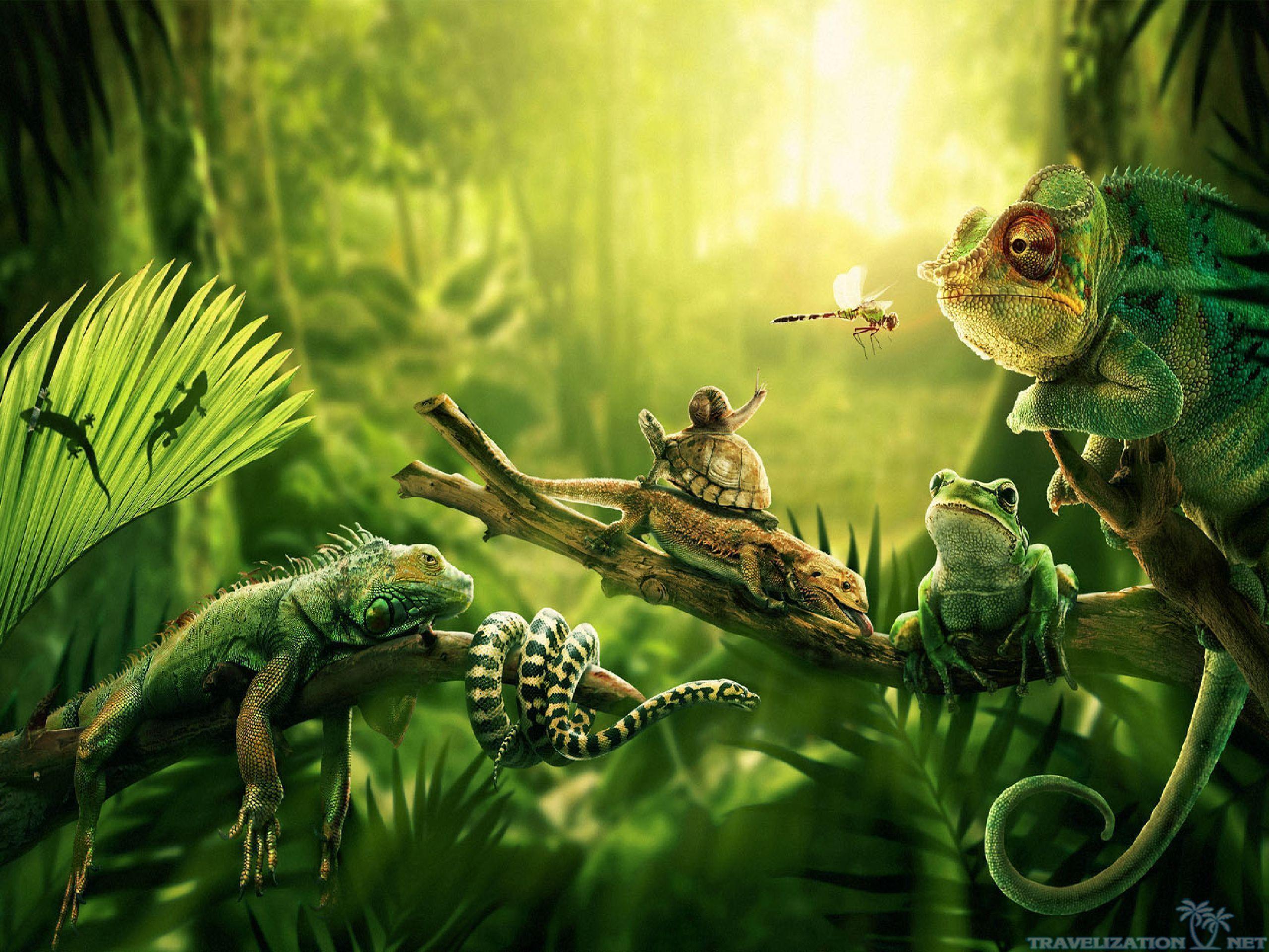 2560x1920 Jungle Wallpaper Rainforest Background HD HD Wallpaper