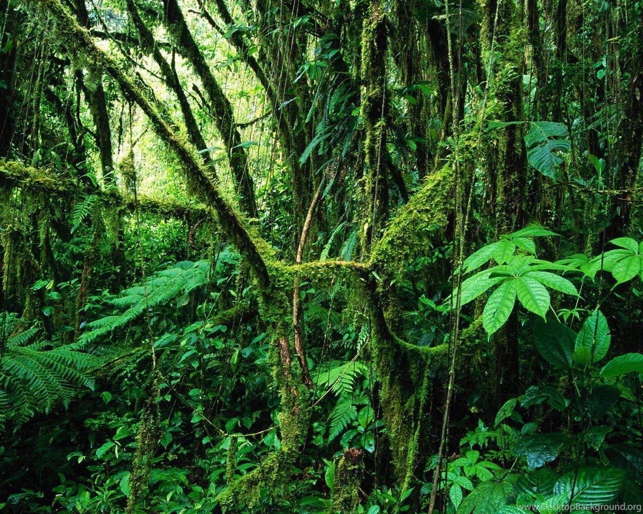1280x1024 Amazon Rainforest Wallpaper HD Desktop Background