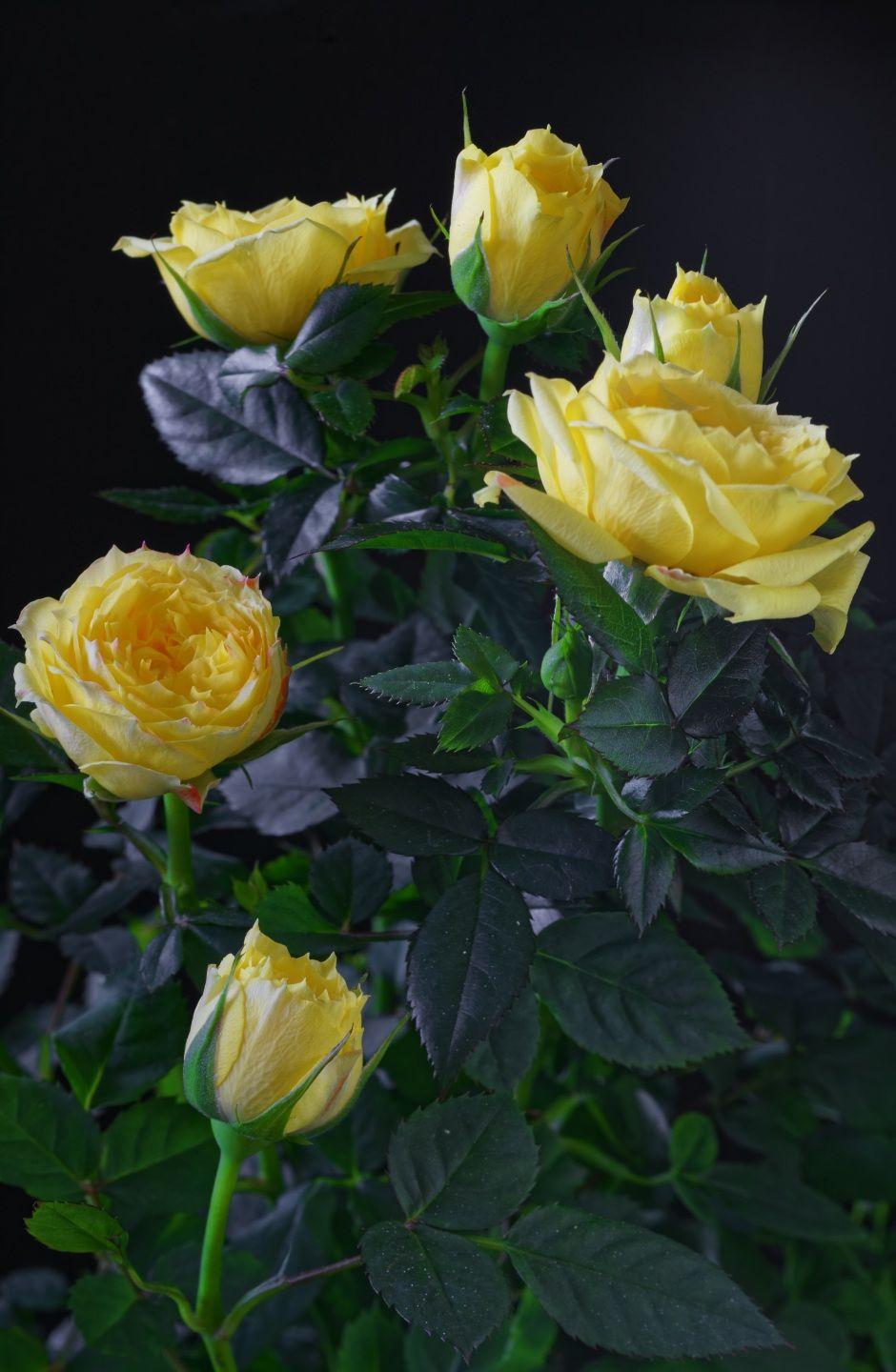 940x1440 Photos Roses Yellow Flowers Closeup Black background 940x1440