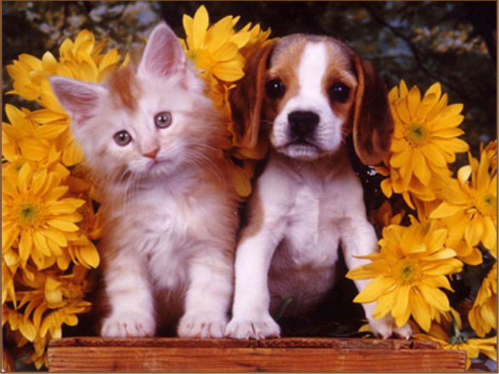 Autumn Kittens and Puppies Wallpapers