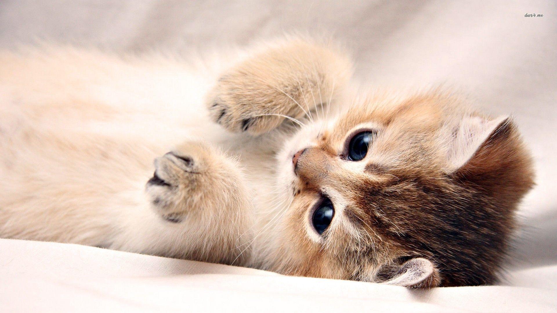 1920x1080 Kitten Background. Cute Kitten Wallpaper, Kitten Valentine Wallpaper and Halloween Kitten Wallpaper