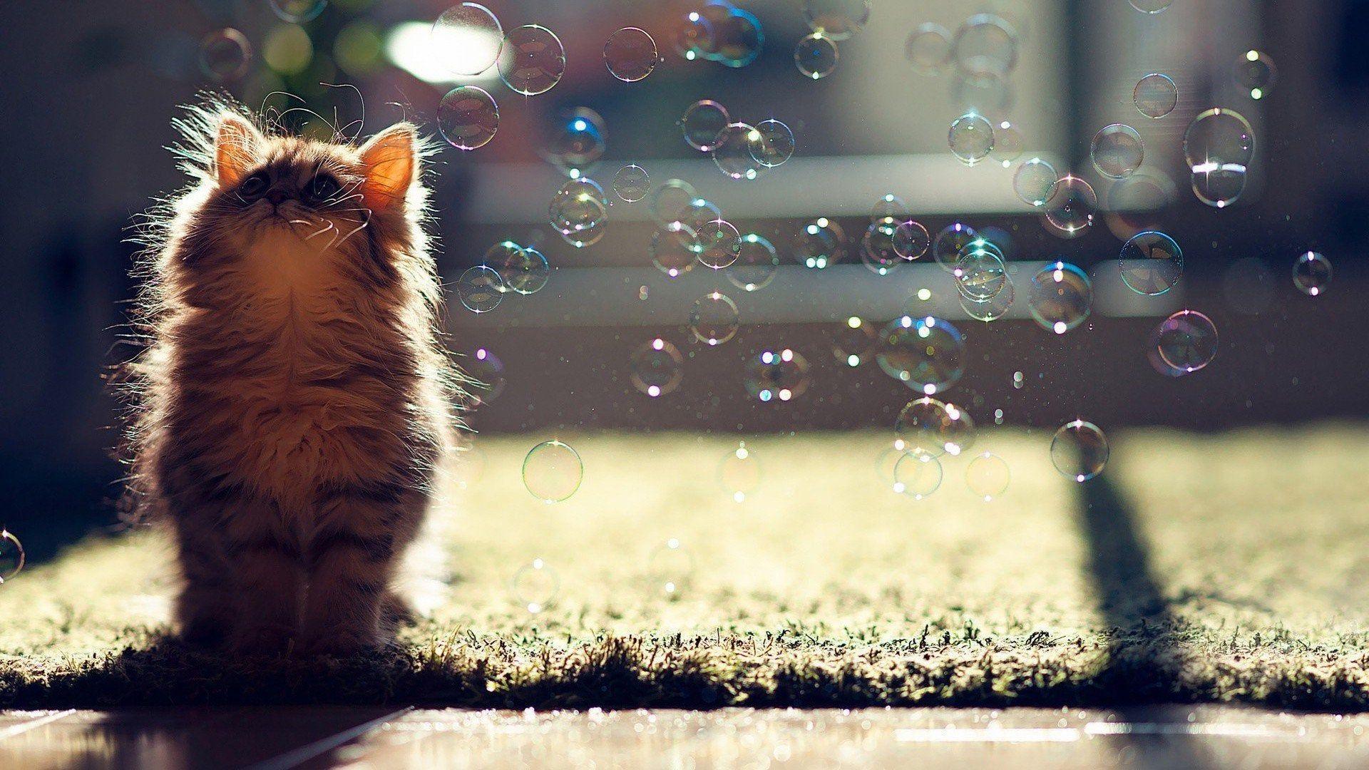 1920x1080 Fluffy Kitten Wallpaper [1920*1080]
