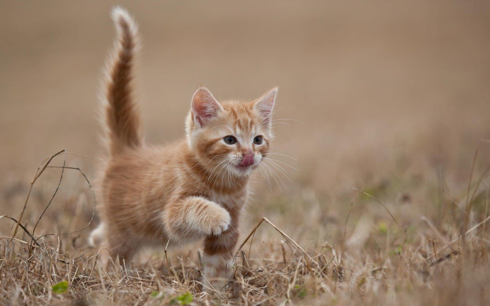 1920x1200 Kitten Wallpaper For iPhone Free Download > SubWallpaper