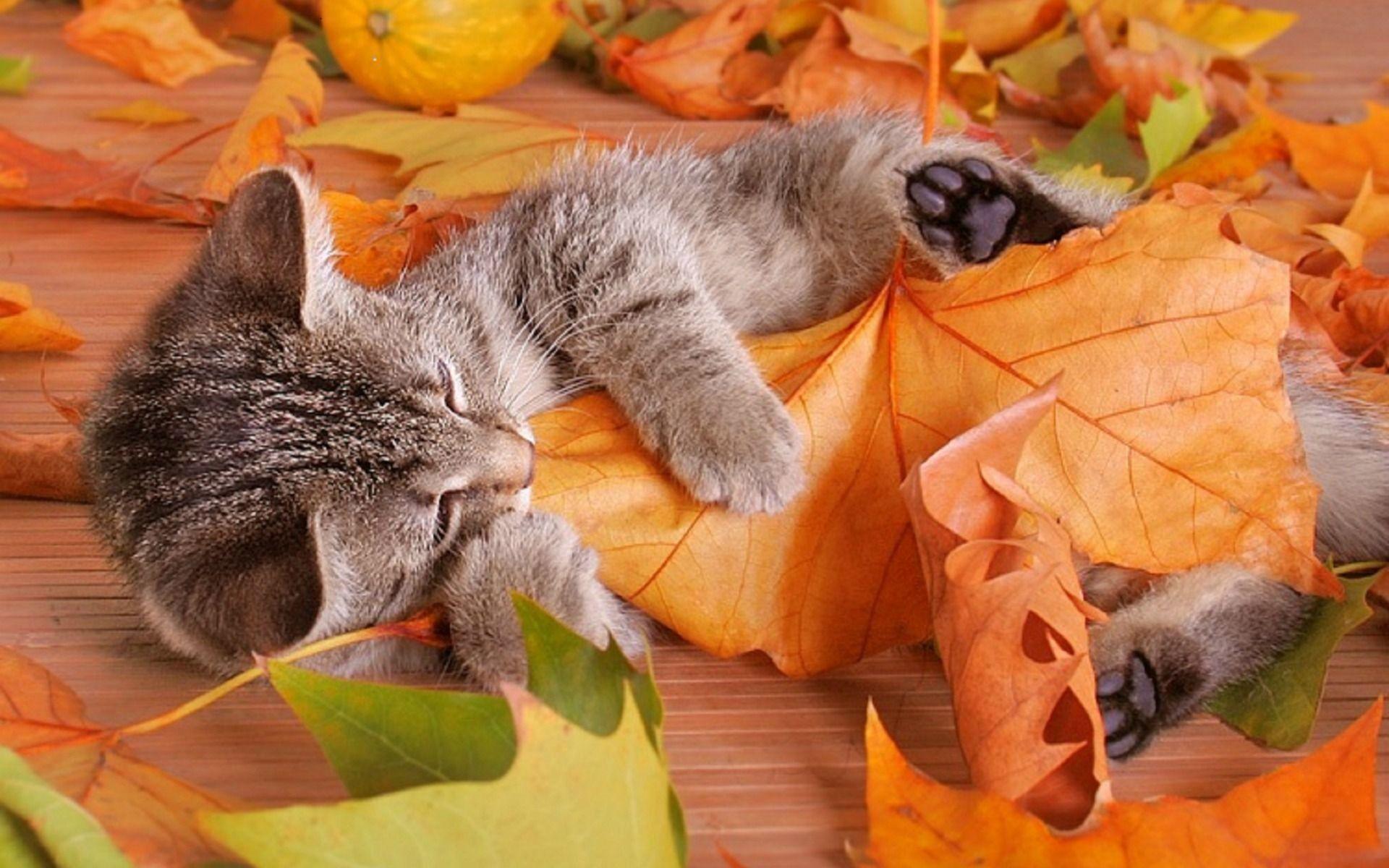 Fall Kitten Wallpapers - Top Free Fall Kitten Backgrounds - WallpaperAccess
