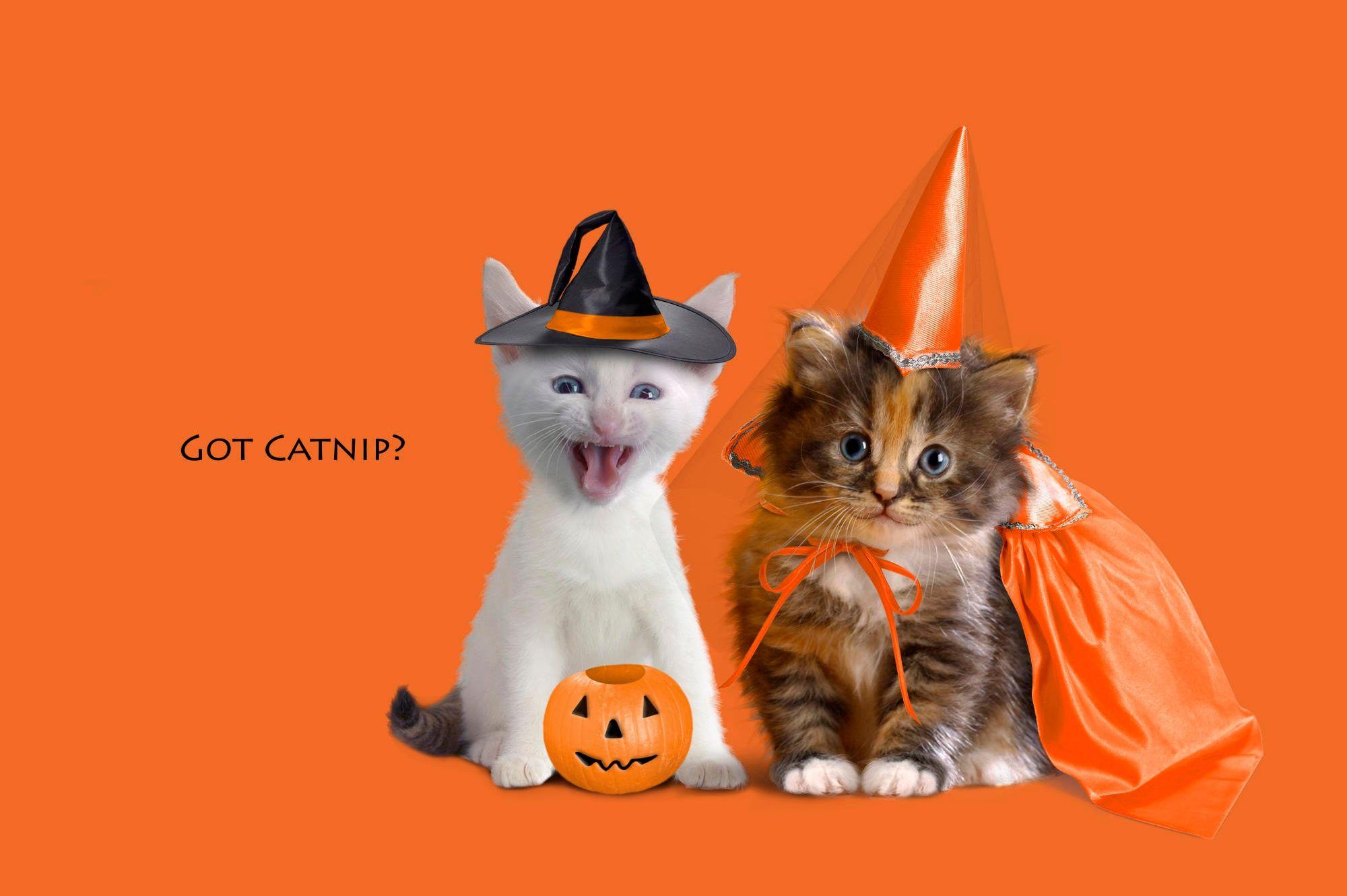 2000x1330 Free download Kittens dressed up for Halloween funny picsco [2000x1330] for your Desktop, Mobile & Tablet. Explore Halloween Kitten Wallpaper. Halloween Kitten Wallpaper, Kitten Background, Kitten Wallpaper