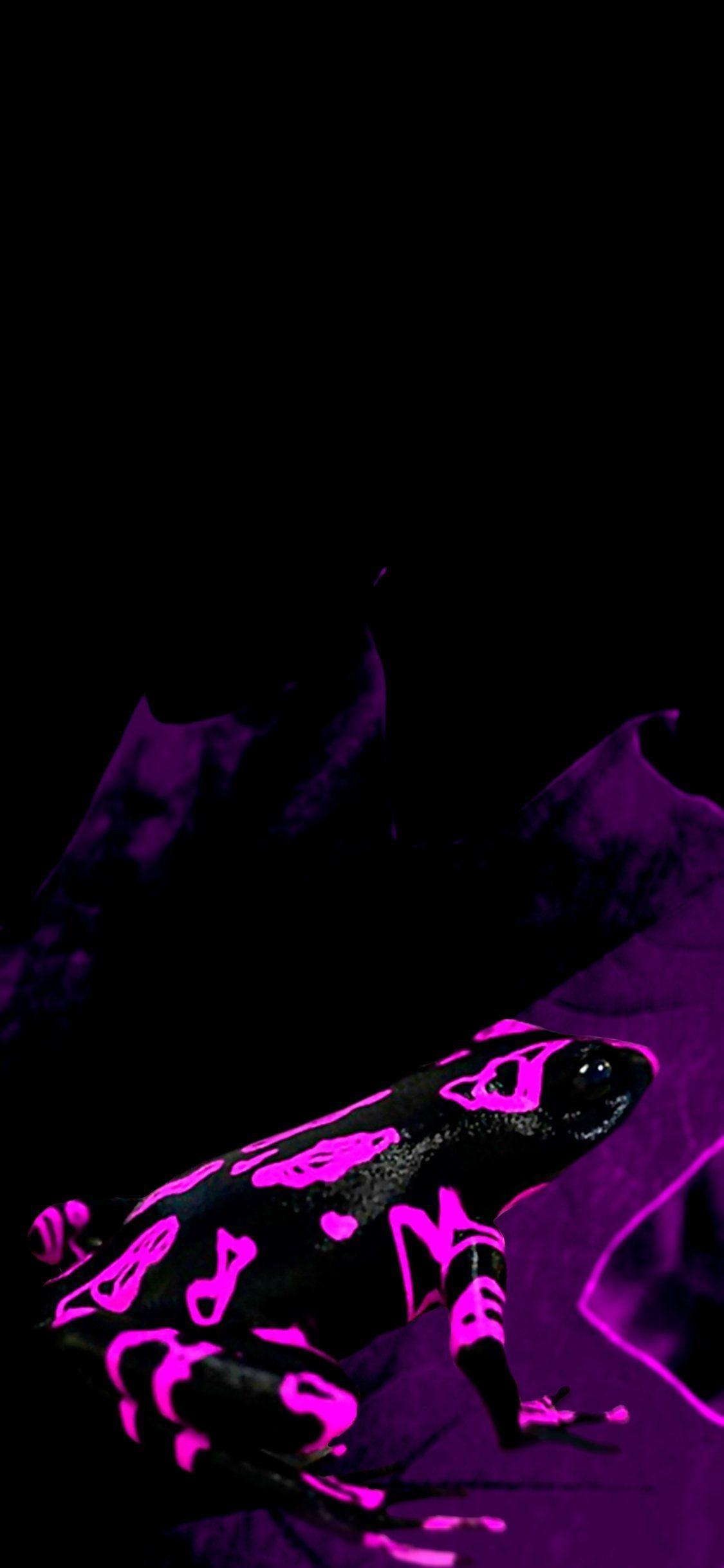 1125x2436 Poison frog. iPhone X Wallpaper X Wallpaper HD