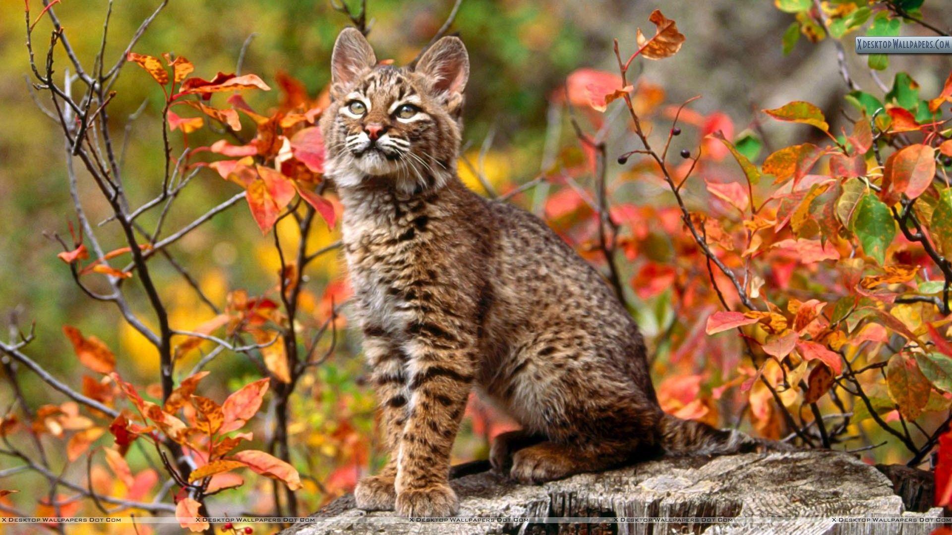 1920x1080 Lince Bobcat Animal HD Wallpaper. Autumn animals, Animals, Animal photo