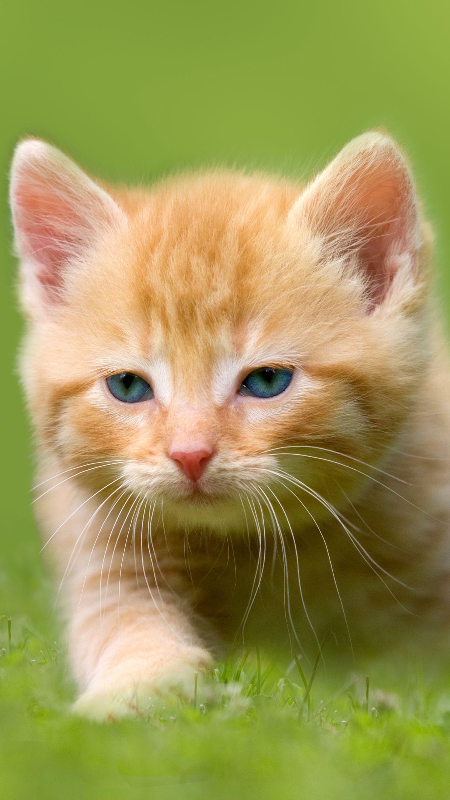 1440x2560 Samsung Galaxy S7 Kitten Wallpaper Quality Image And Transparent PNG Free Clipart