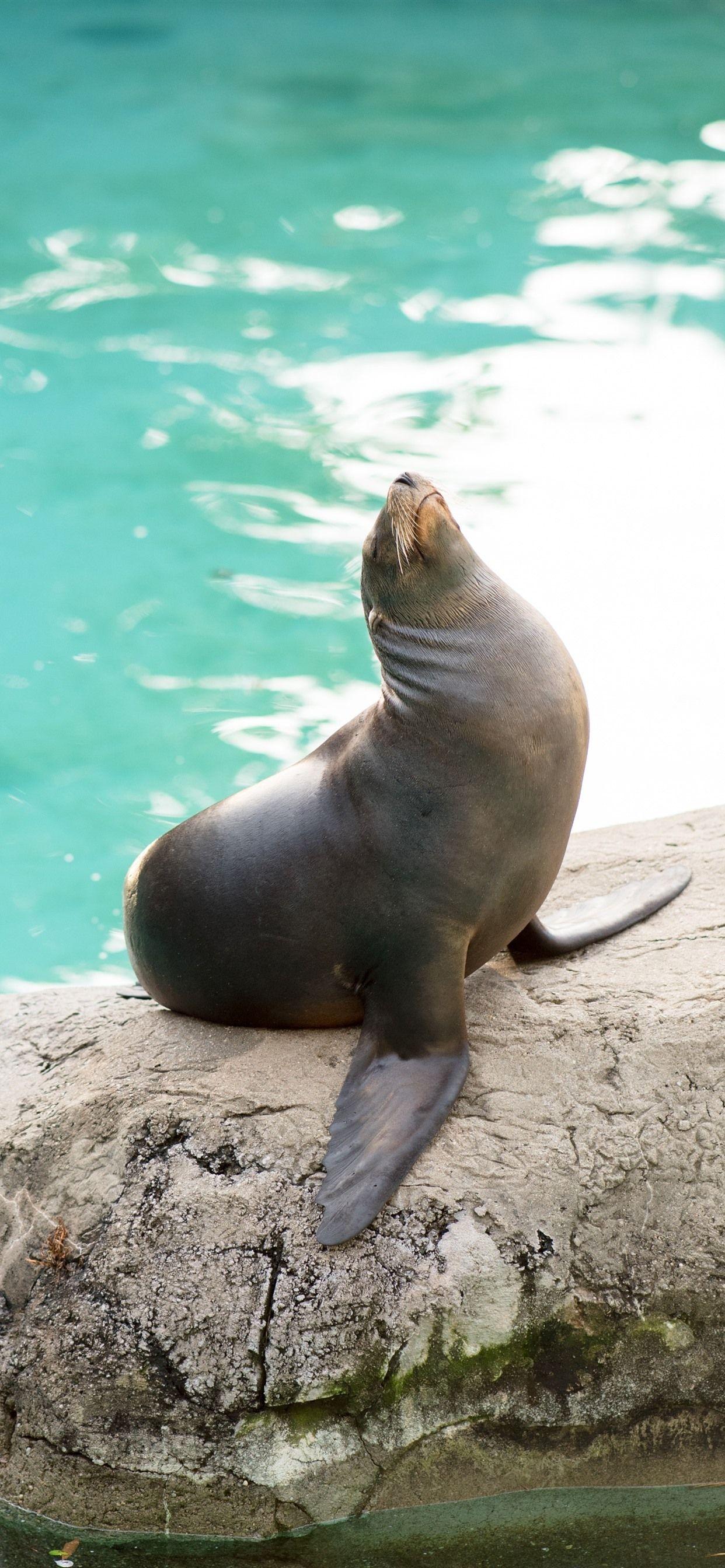 1242x2688 Seal, Rock, Water 1242x2688 IPhone 11 Pro XS Max Wallpaper, Background, Picture, Image