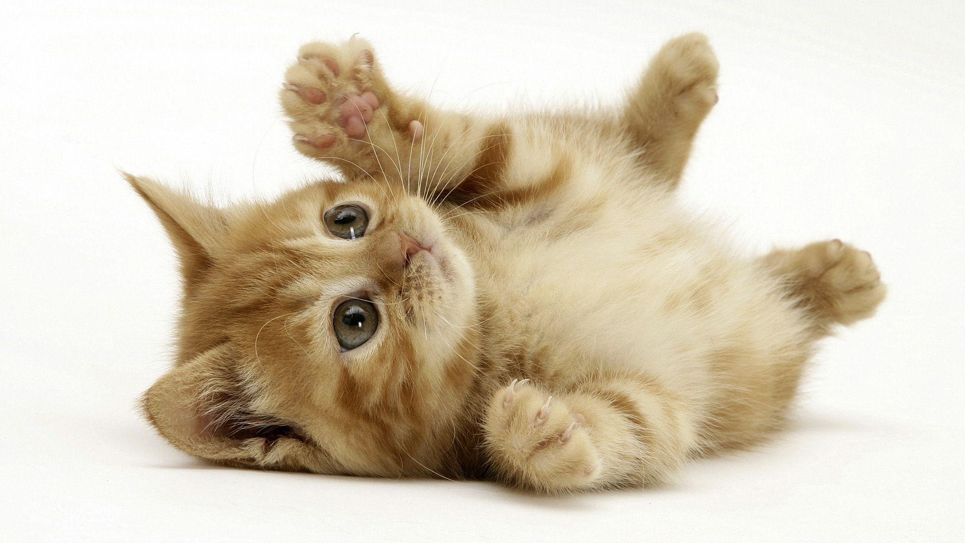 1920x1080 Kitten Wallpaper, High Definition, High Quality, Widescreen