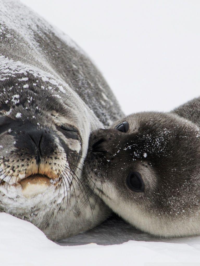 768x1024 Cute Baby Seal Kiss Ultra HD Desktop Background Wallpaper for 4K UHD TV : Widescreen & UltraWide Desktop & Laptop : Multi Display, Dual Monitor : Tablet