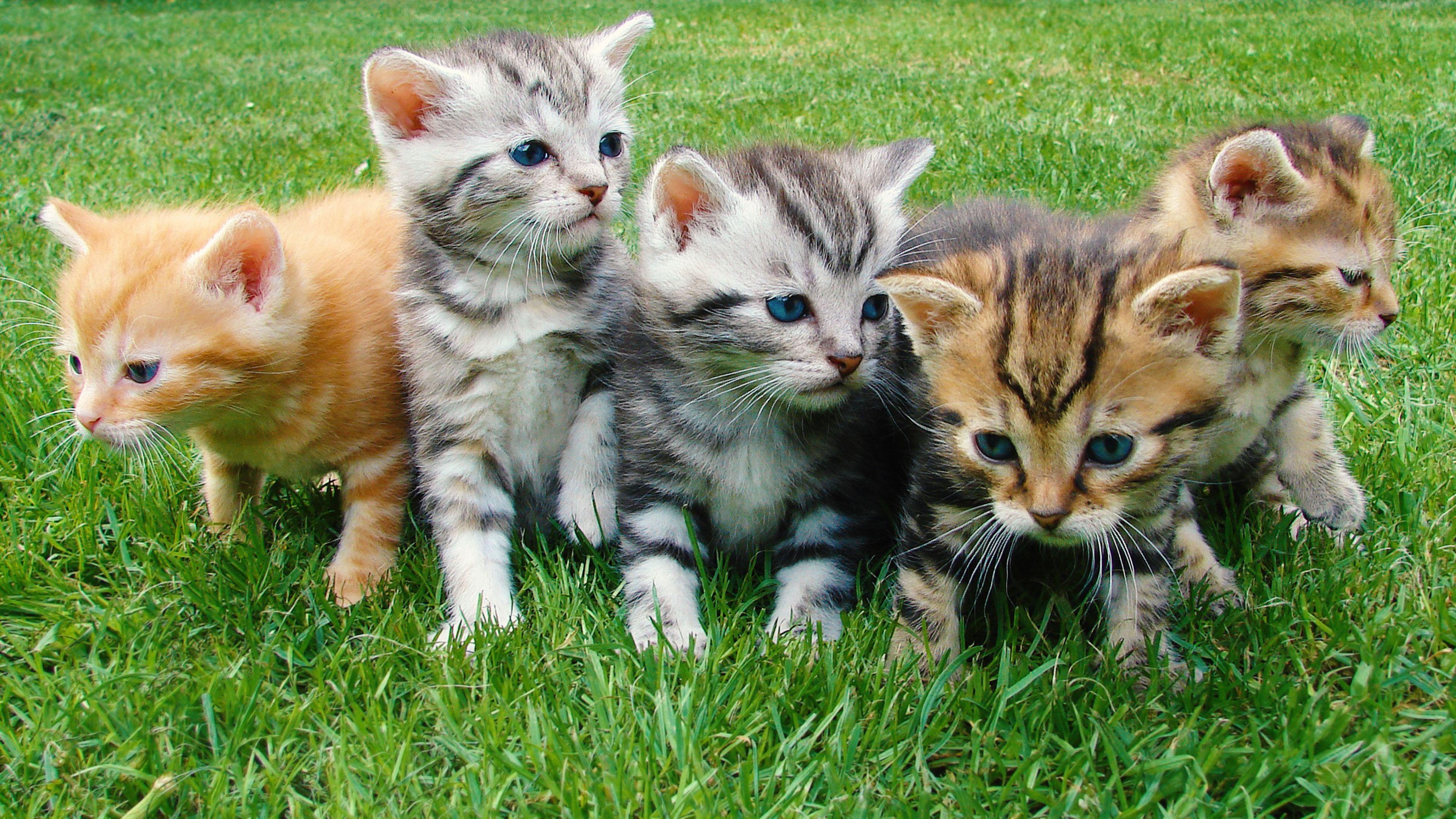 3840x2160 4K More Kittens Wallpaper HD