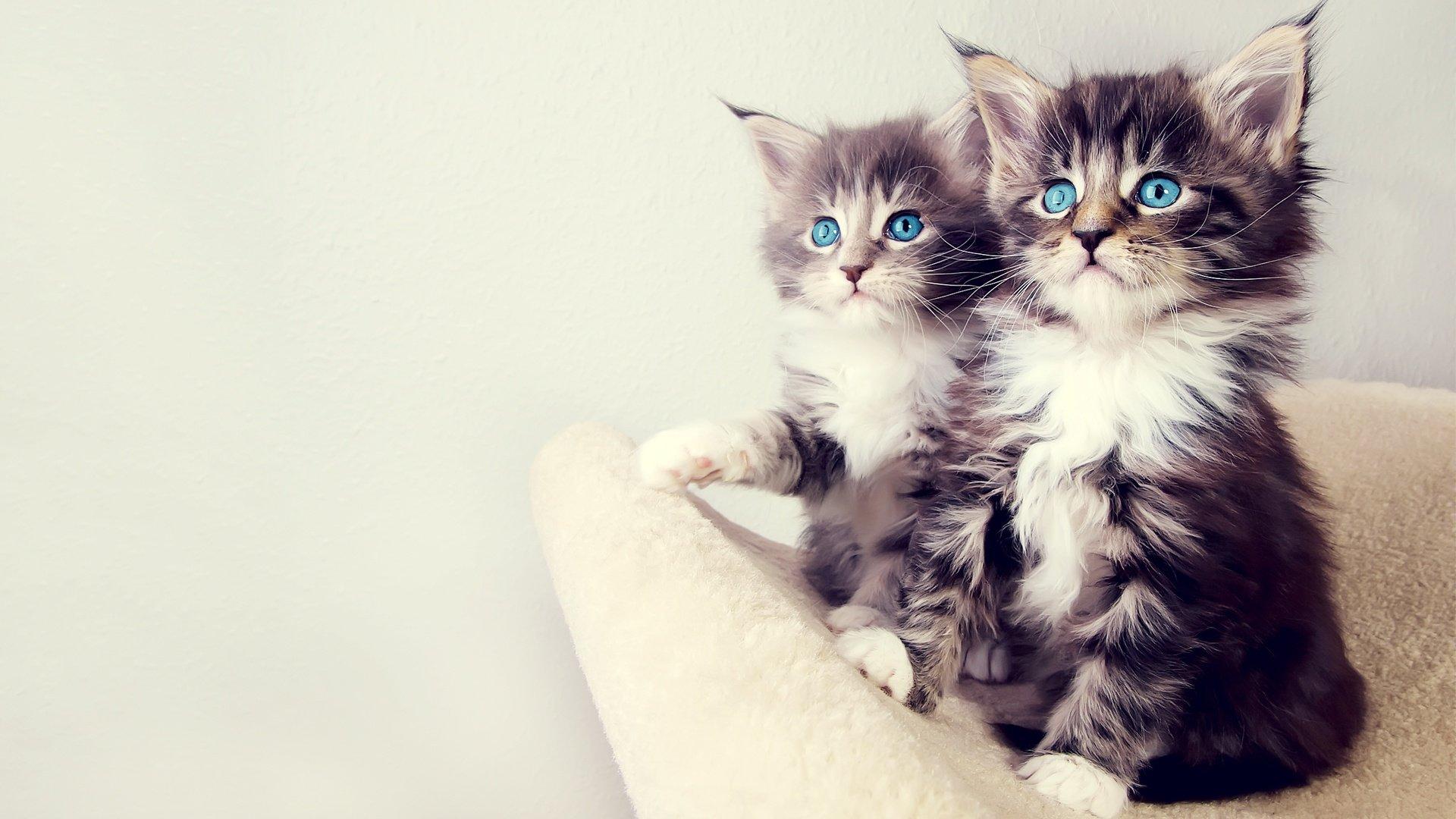 1920x1080 Kitten wallpaper 1920x1080 Full HD (1080p) desktop background