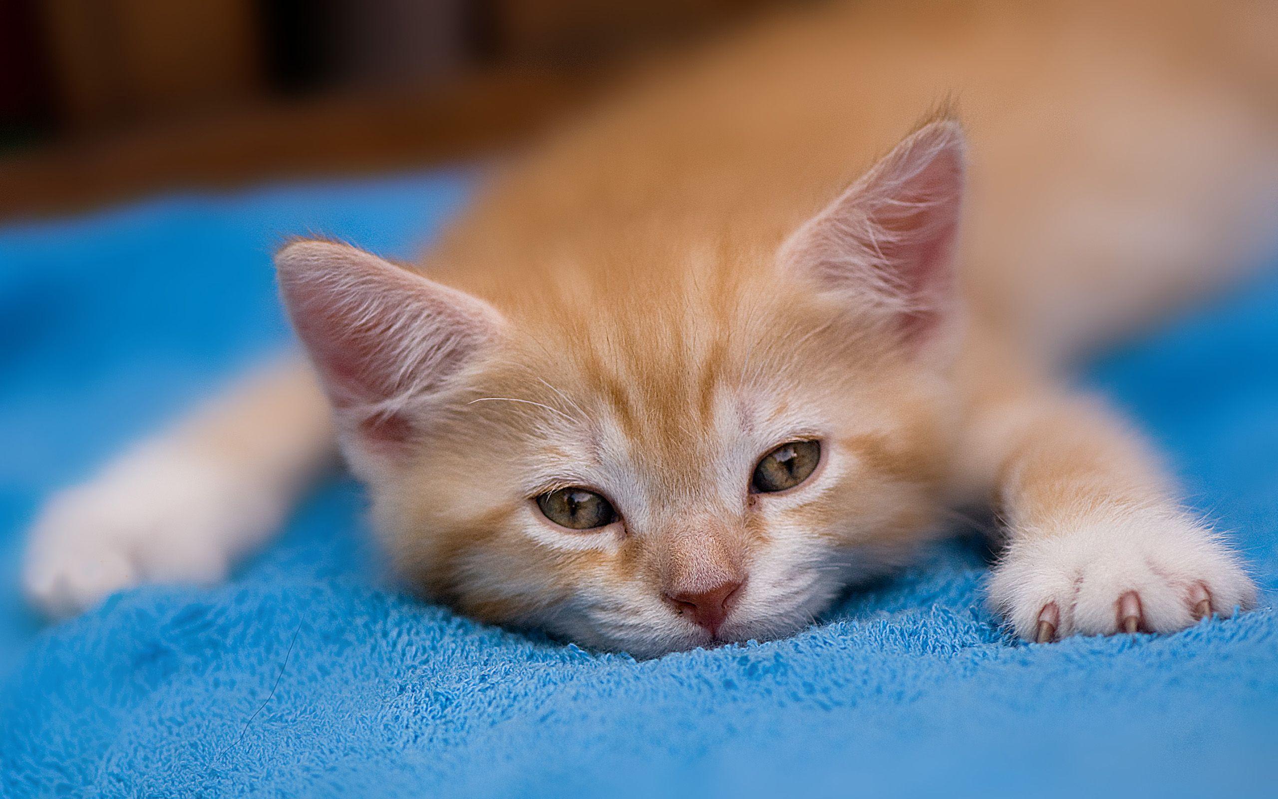 2560x1600 Kitten Background for Computer. Cute Kitten Wallpaper, Kitten Valentine Wallpaper and Halloween Kitten Wallpaper