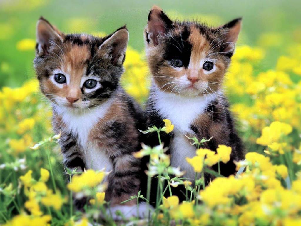 1024x768 Cute Kittens Wallpaper For Desktop