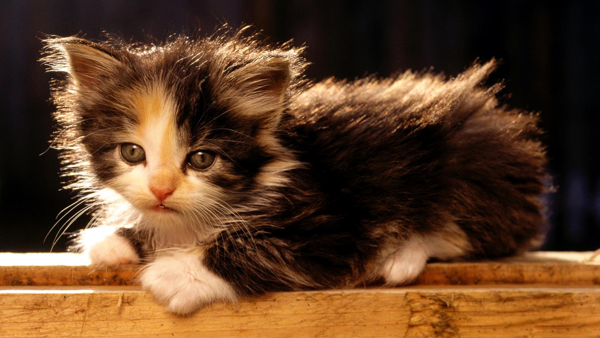 1920x1080 Little fluffy kitten wallpaperx1080