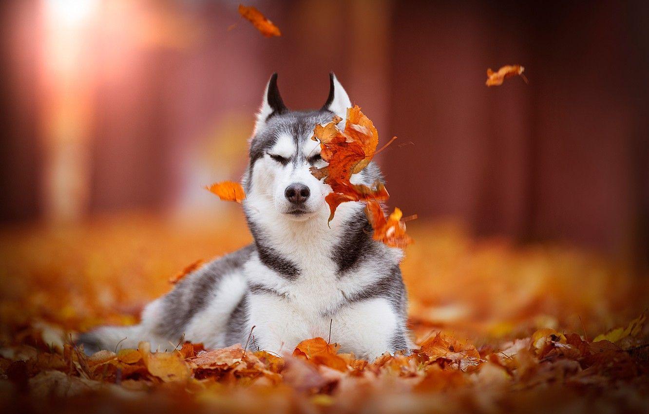 1332x850 Wallpaper autumn, leaves, dog, bokeh, Siberian Husky image for desktop, section собаки