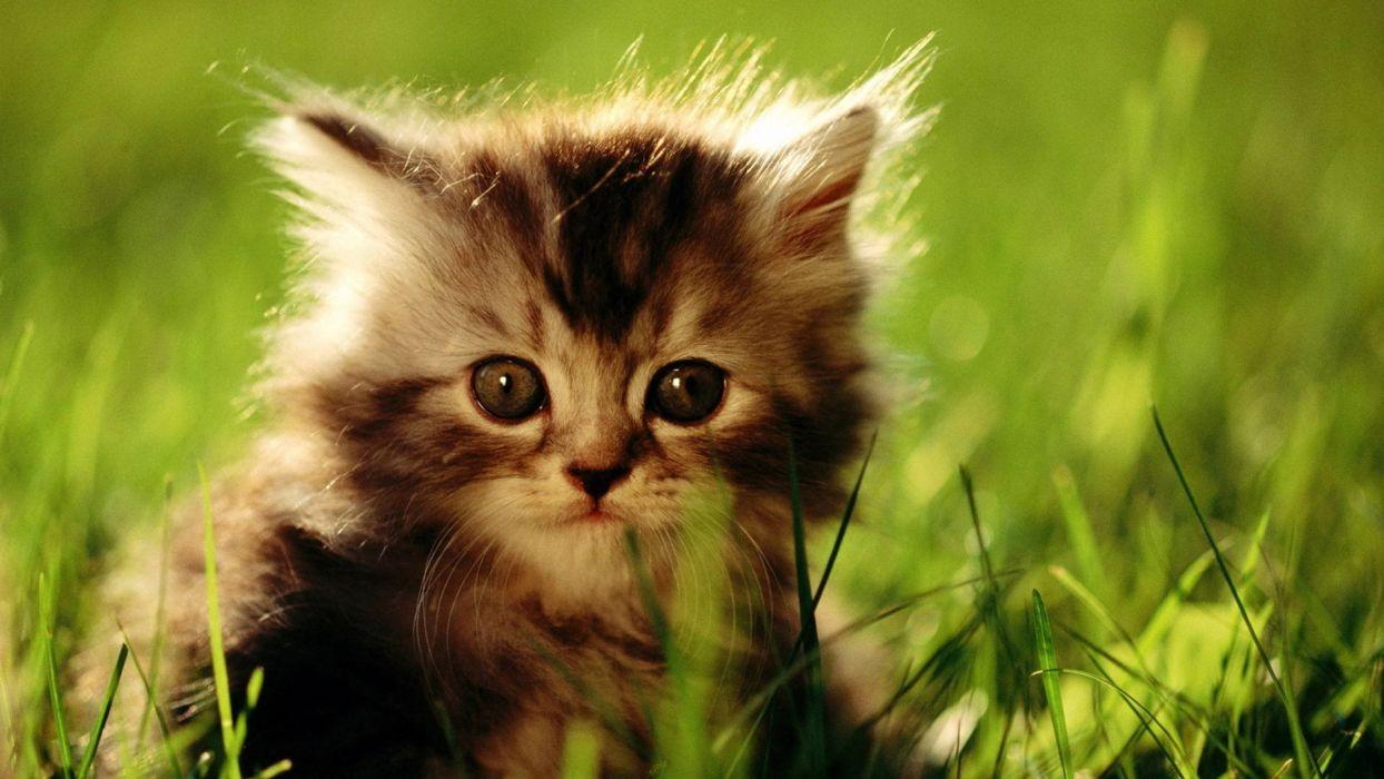 1244x700 Kittens wallpaperx1080