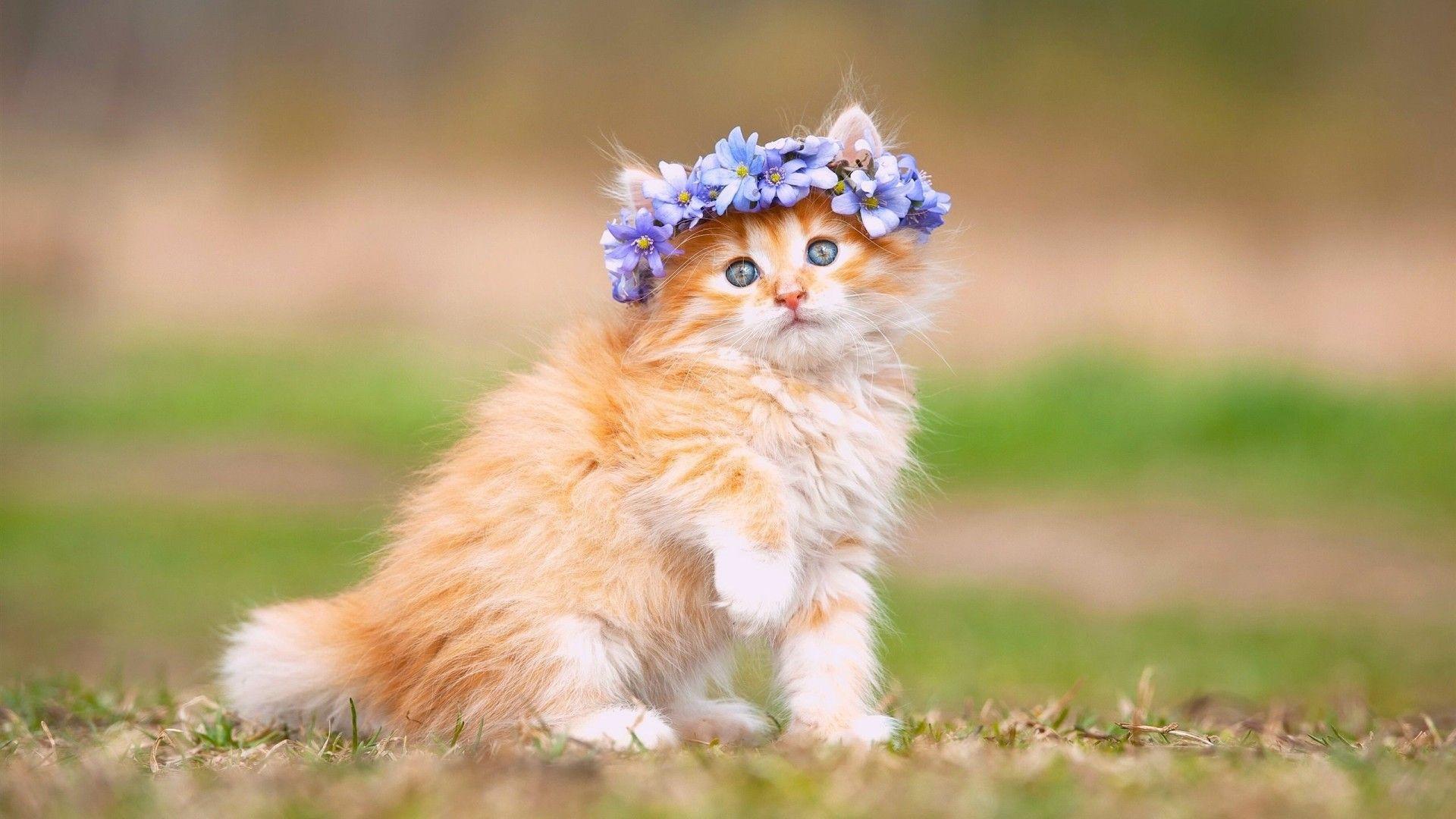 1920x1080 Free Kitten Wallpaper For Desktop (1920x 0.19 Mb)