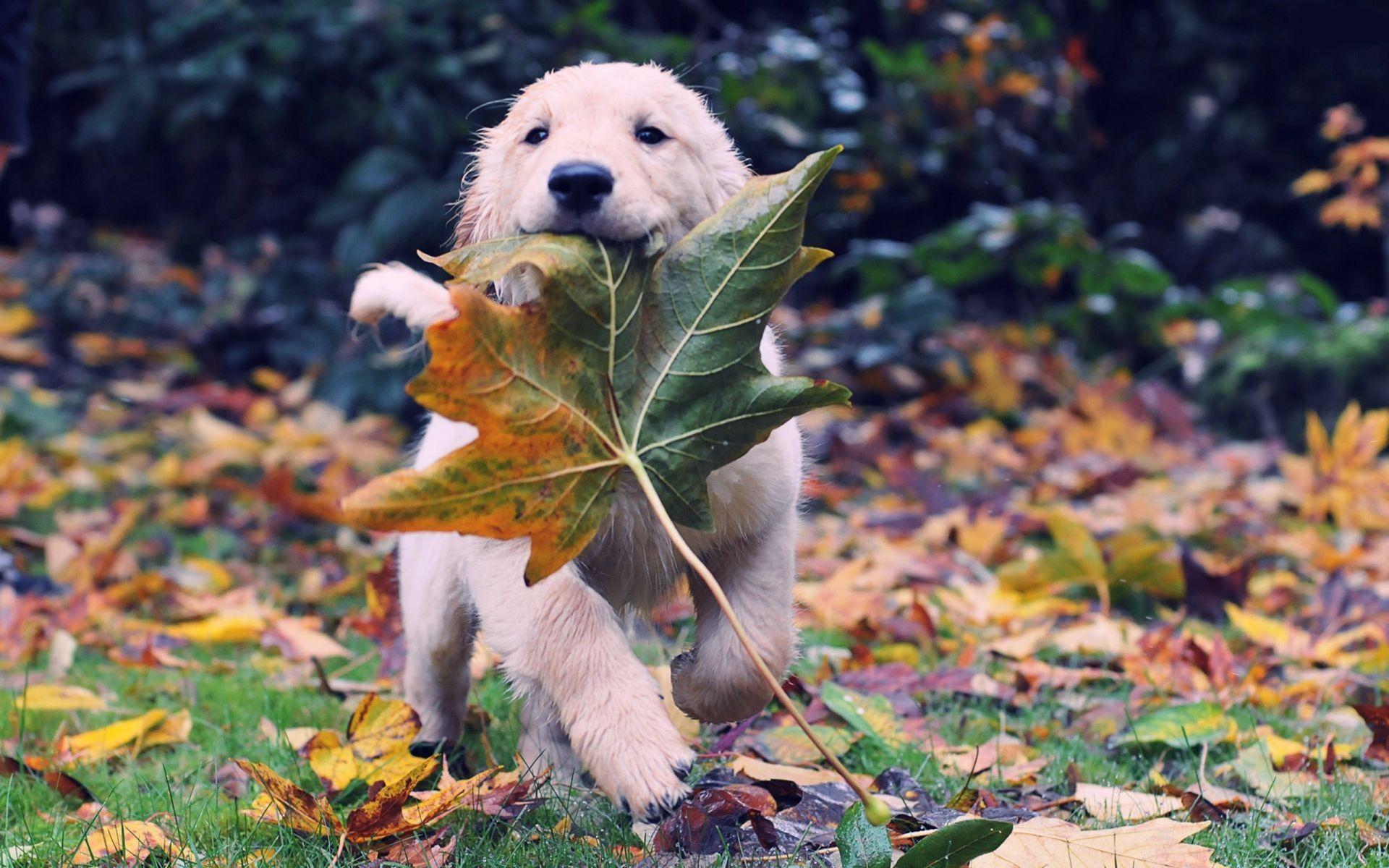 1920x1200 Cute, Labrador, Dog, Widescreen, High, Resolution, Wallpaper, New, Top, Desktop, Background, Download, Free, Puffy Dogs, Best Friend, Wallpa