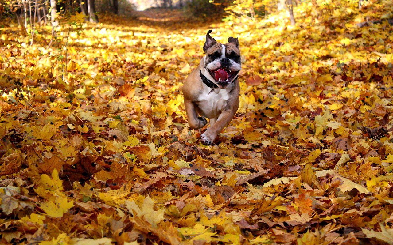 Fall Dog Wallpapers - Top Free Fall Dog Backgrounds - WallpaperAccess