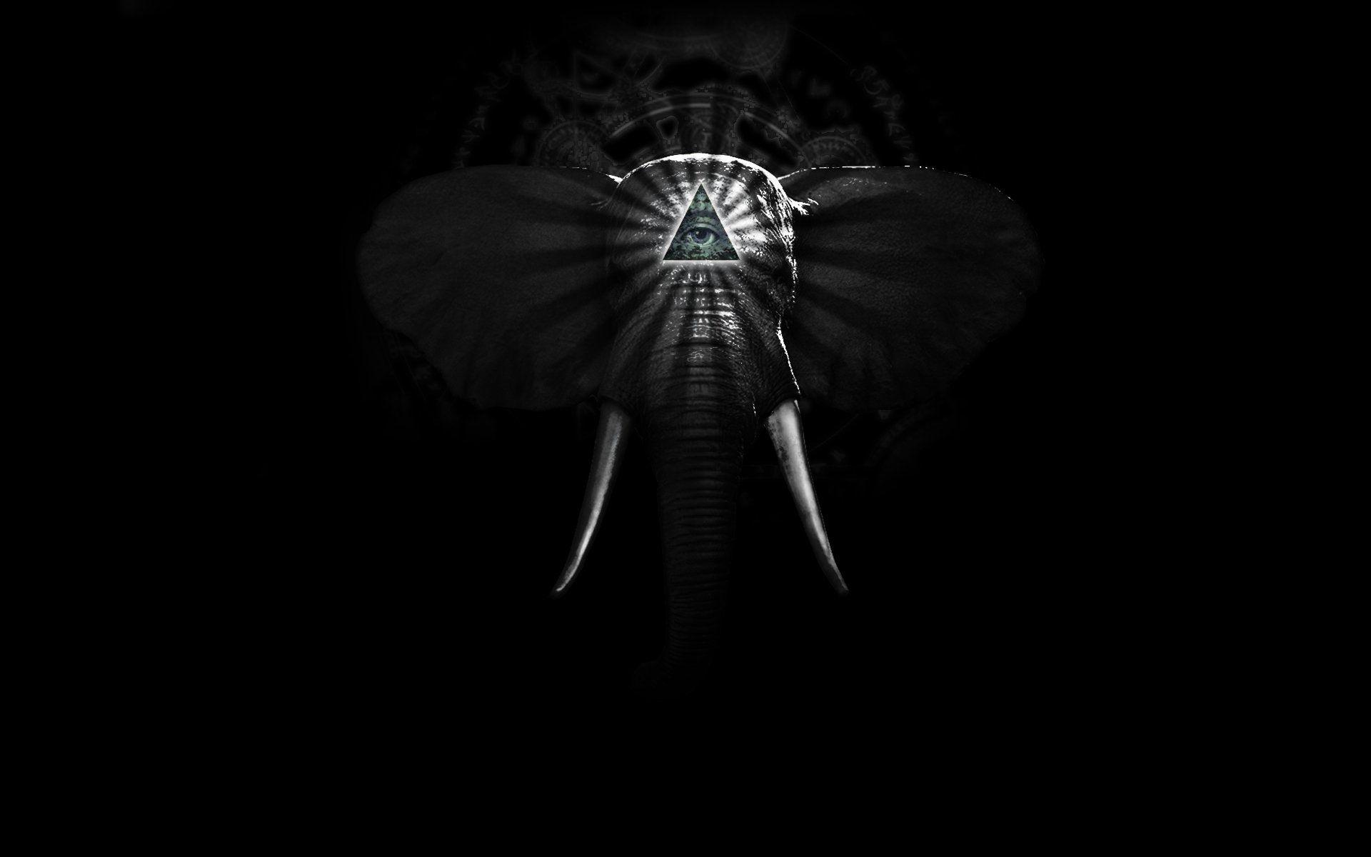 1920x1200 Elephant HD Wallpaper Background Wallpaper 1920x1200