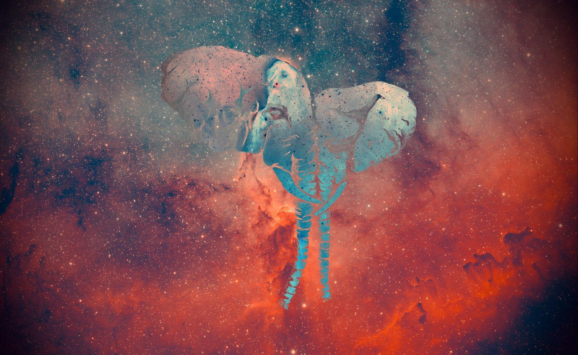 2000x1230 I made an elephant drawing for my girlfriend after I saw someone post theirs, they looked cool so I vectorized them, and fused them with a nebula wallpaper, ENJOY! [2000x1230]