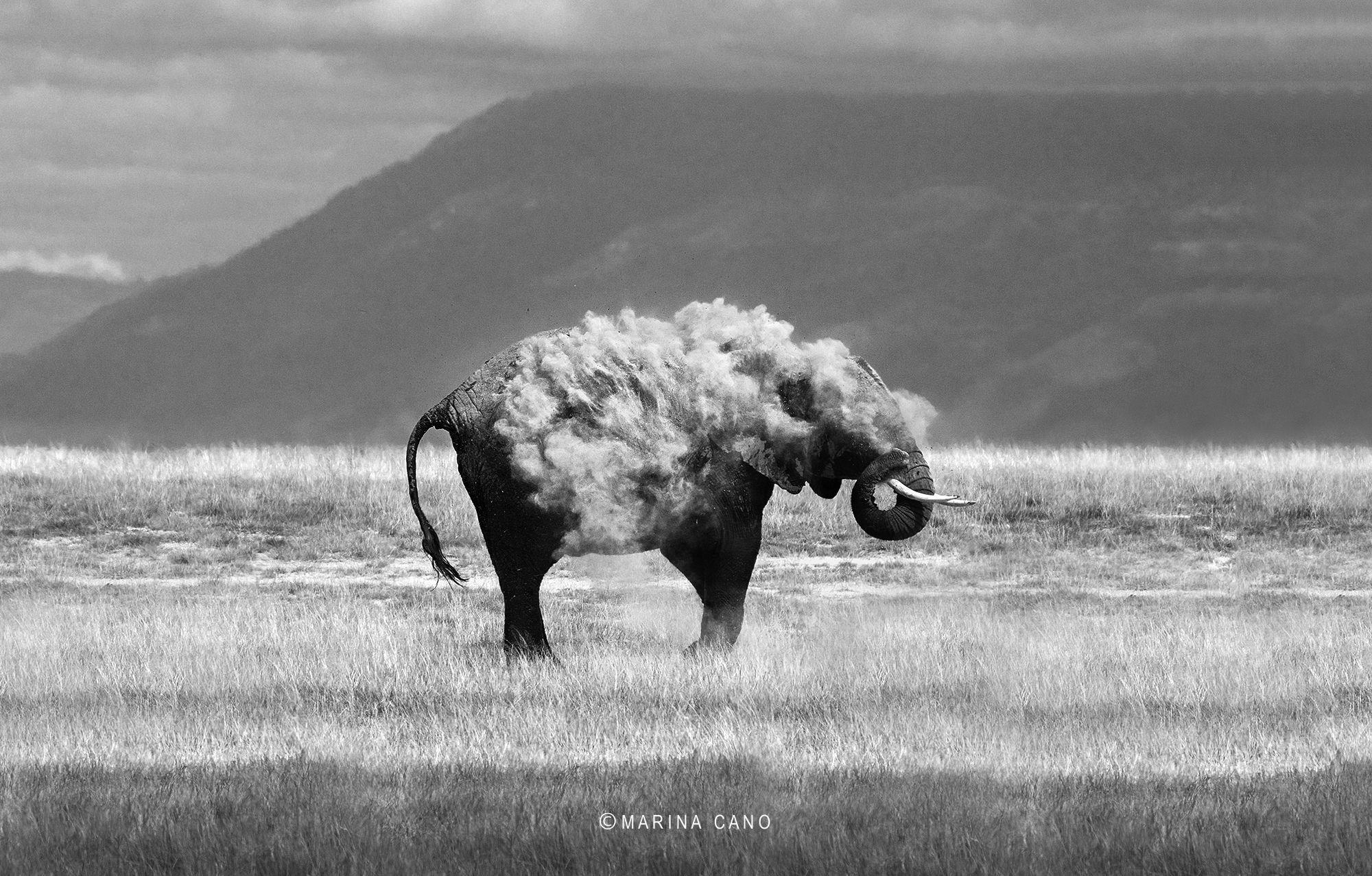 2000x1278 Photography elephant wallpaper and image, picture, photo
