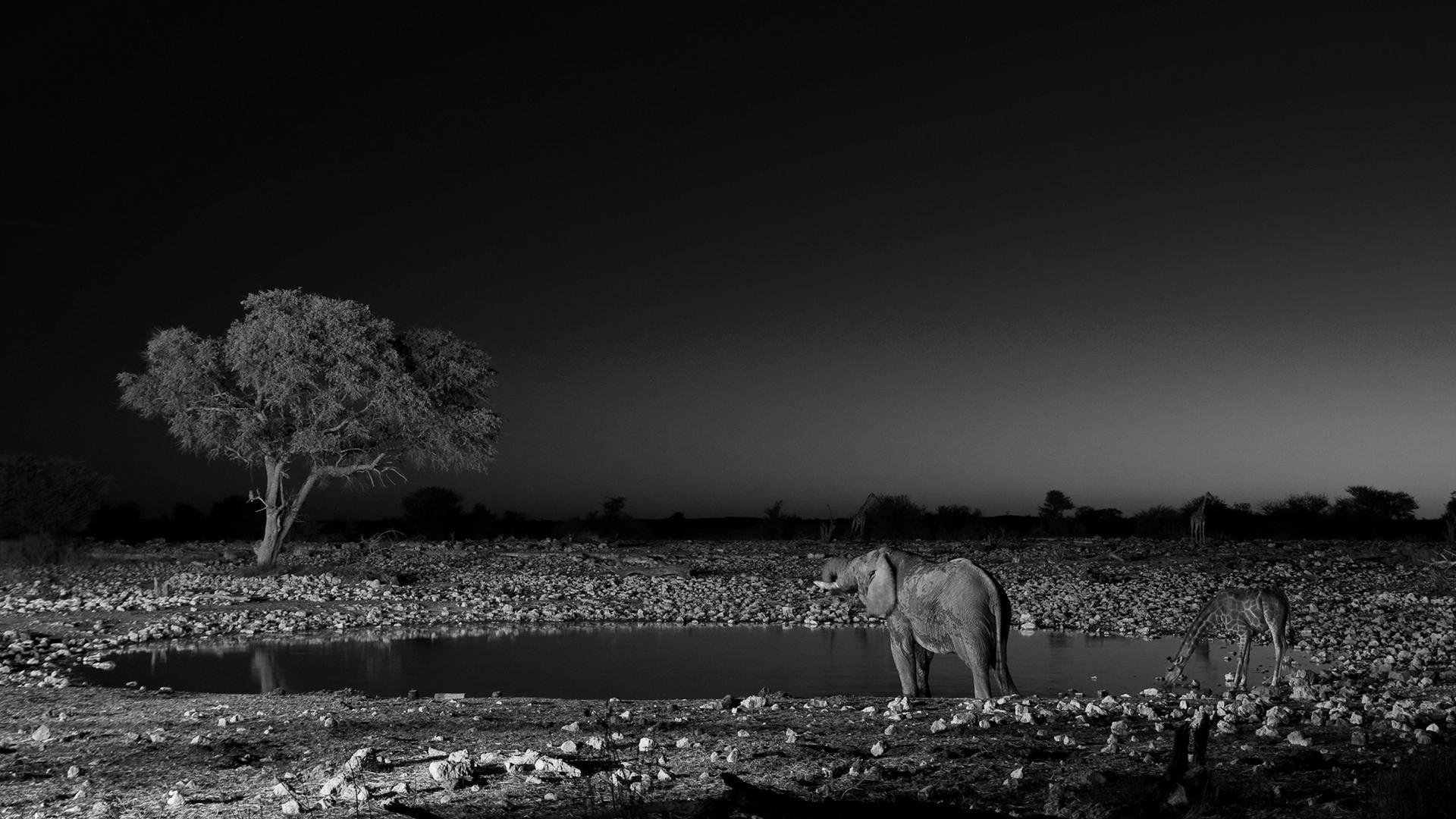 1920x1080 Tribal Elephant