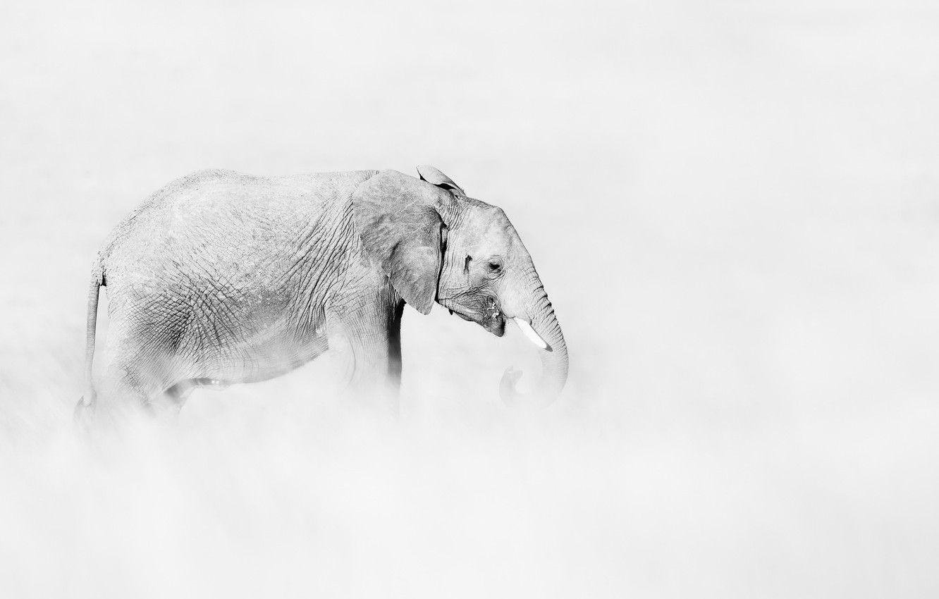 1332x850 Wallpaper nature, background, elephant image for desktop, section животные