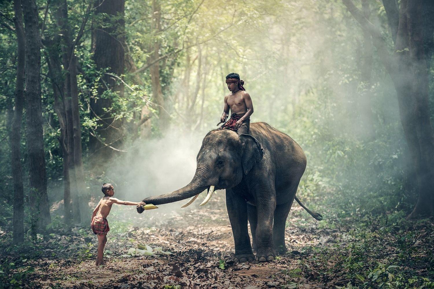 1500x1000 Photo Wallpaper The elephant at work. Order now!!
