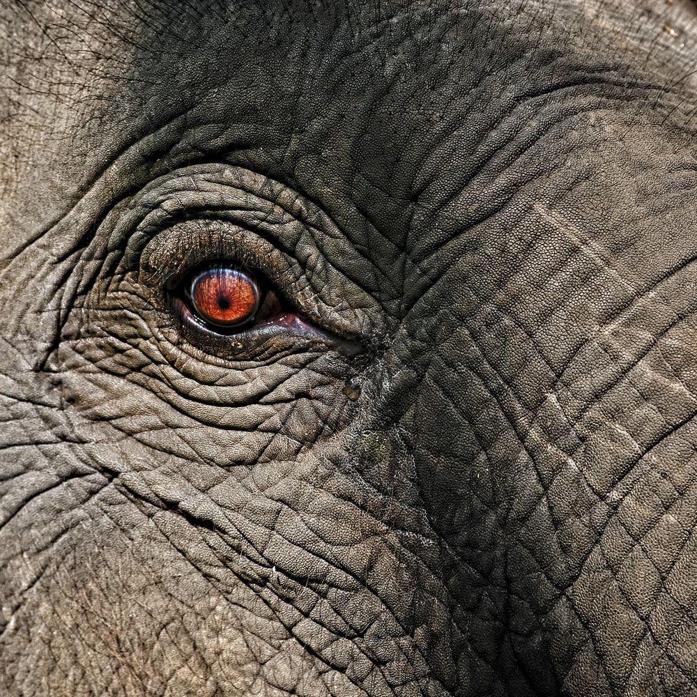 1000x1000 Elephant Picture [HD]. Download Free Image