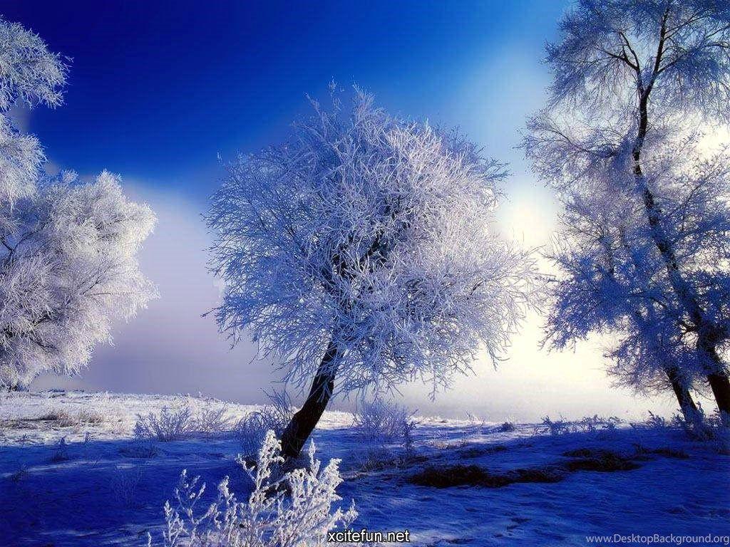 1024x768 Winter Nature Photography Cold Nature Wallpaper : Misc. Photography Desktop Background