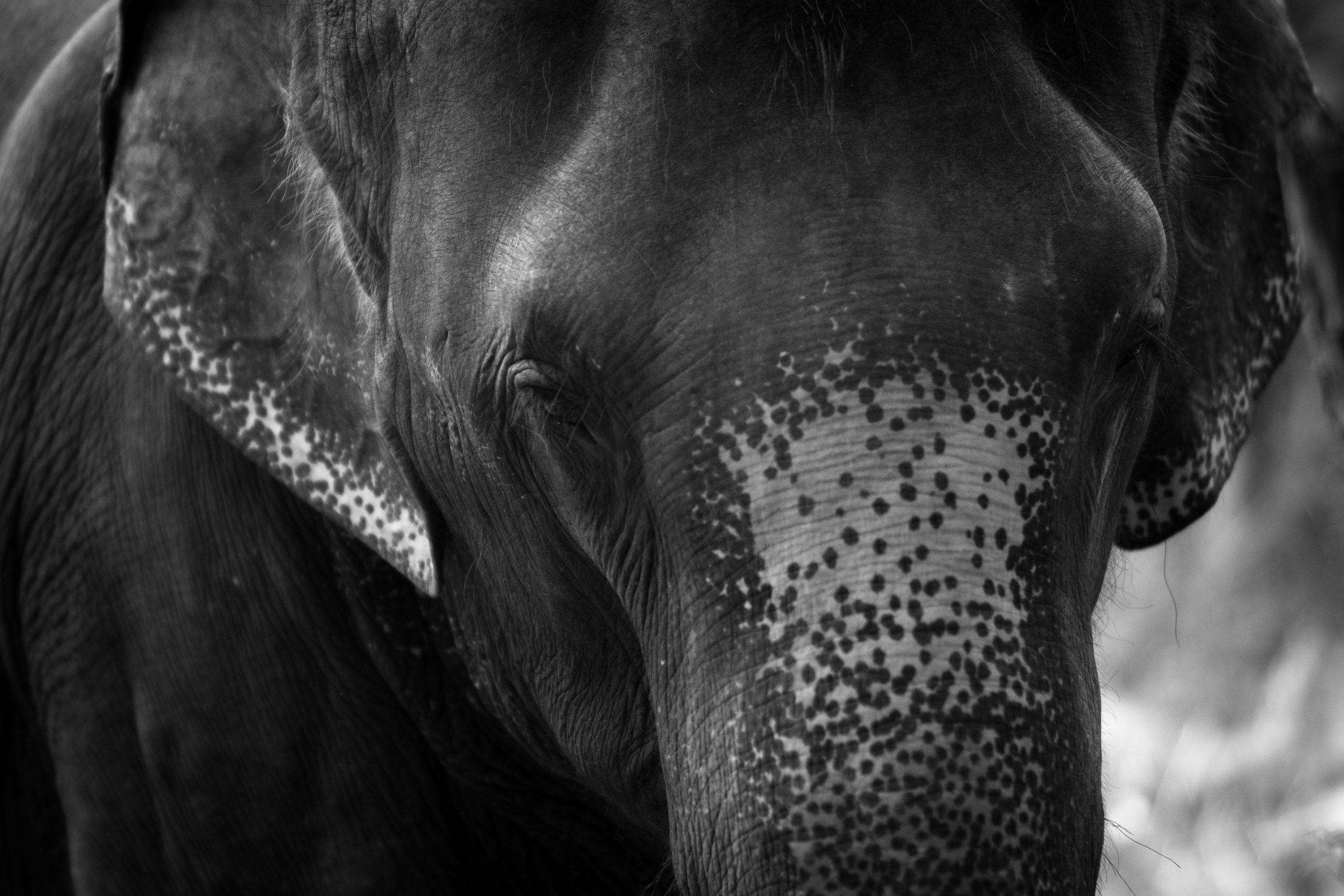 Elephant Print Wallpapers - Top Free Elephant Print Backgrounds ...
