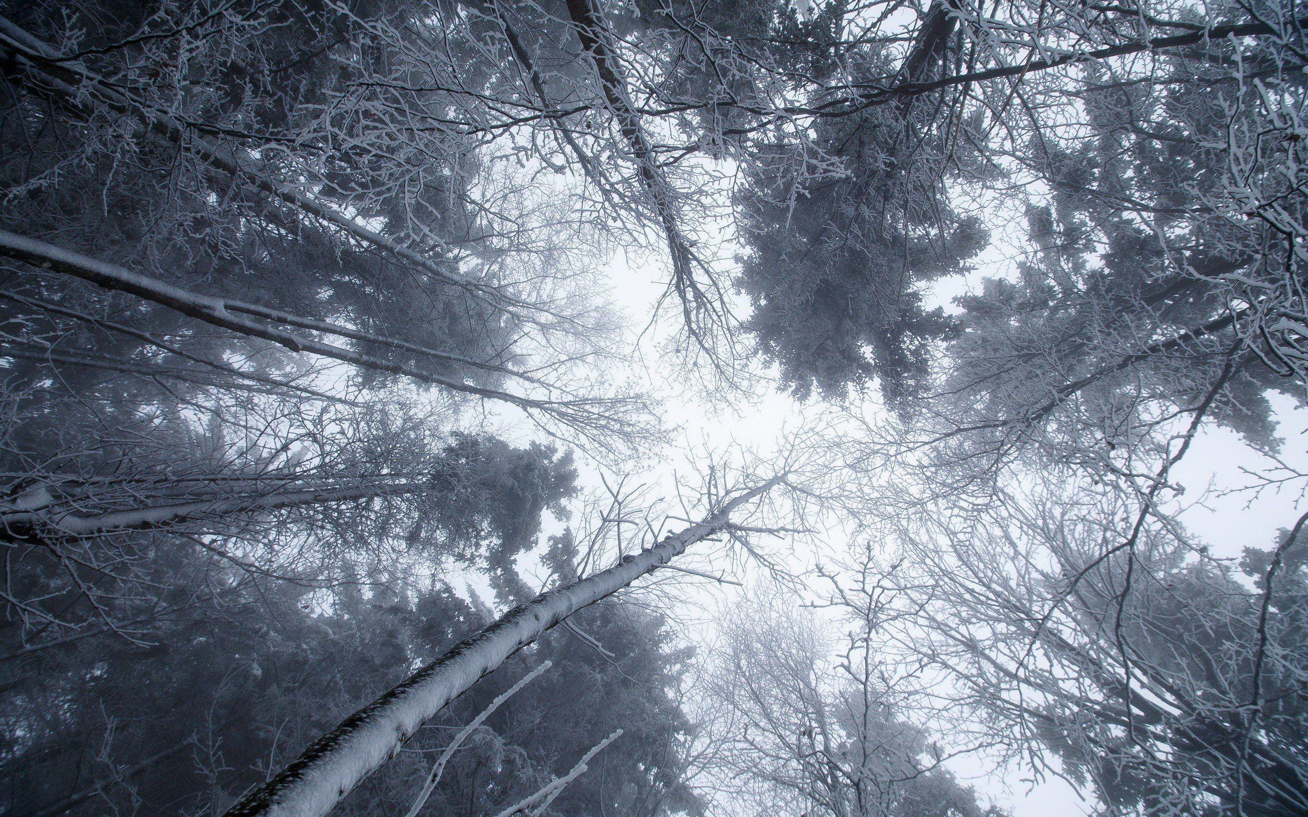 2560x1600 trees, Winter, Ice, Snow, Cold, Nature, Worm&039;s eye view HD Wallpaper / Desktop and Mobile Image & Photo