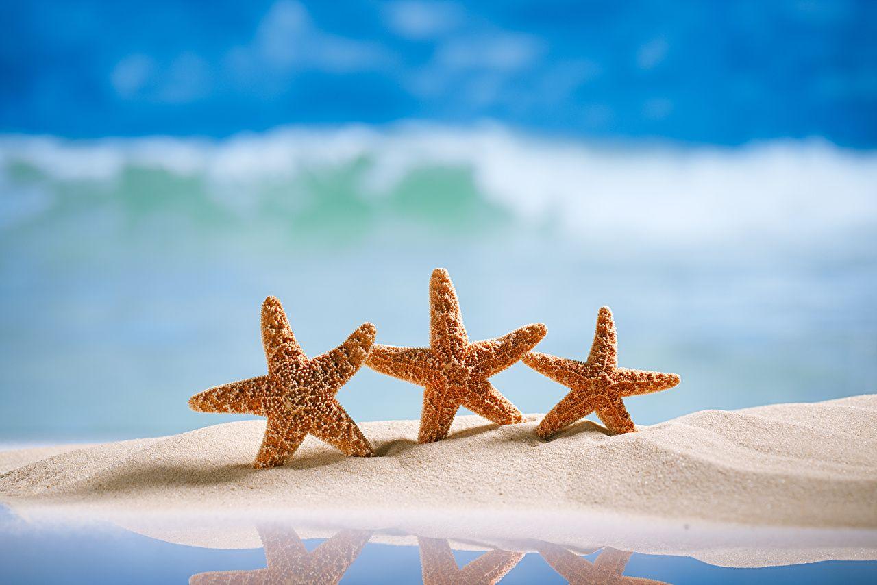 Sea Stars Wallpapers - Top Free Sea Stars Backgrounds - WallpaperAccess