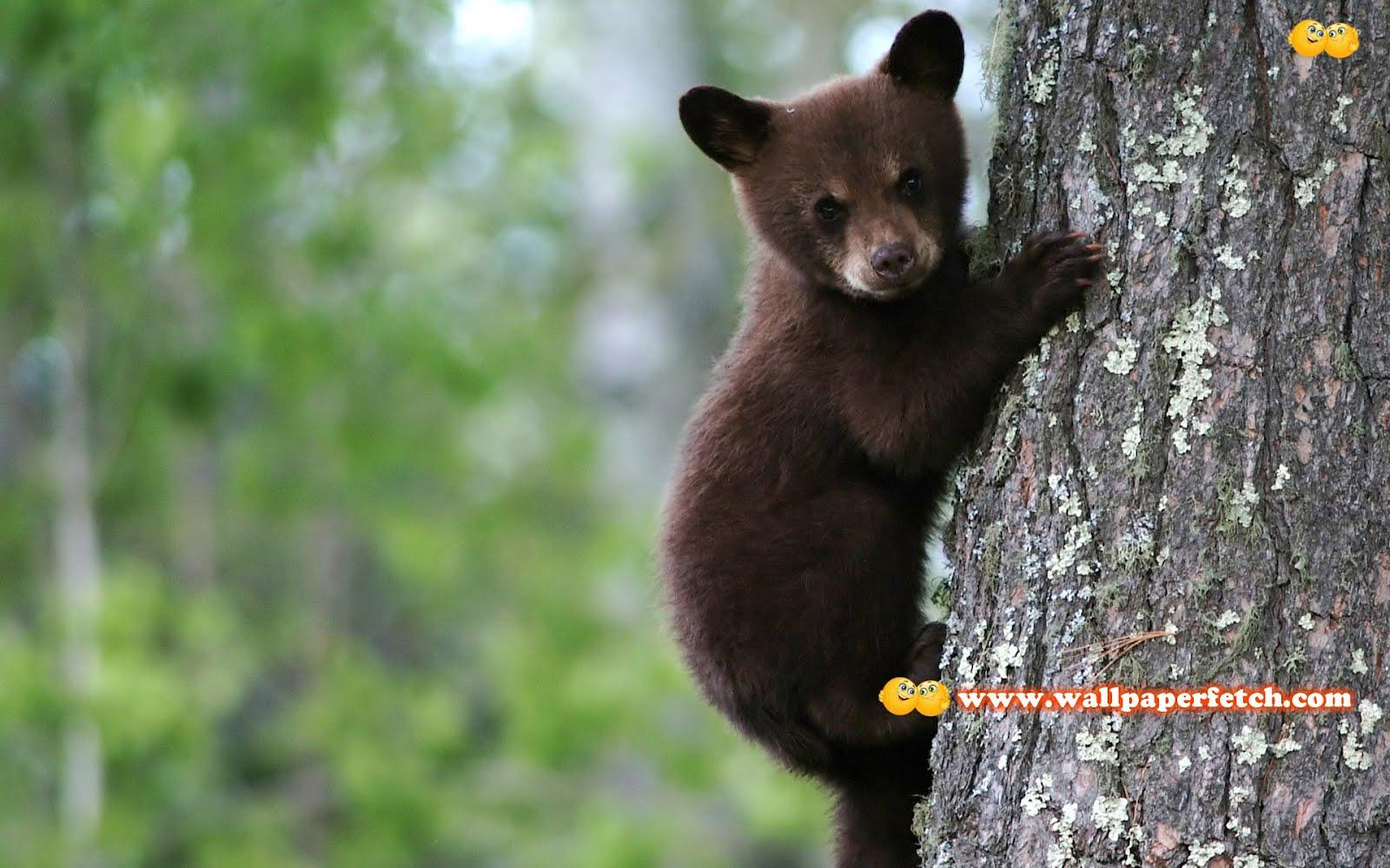 Bear Cubs Wallpapers - Top Free Bear Cubs Backgrounds - WallpaperAccess