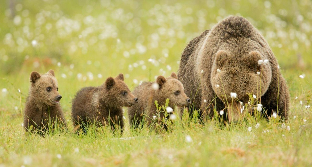 1304x700 Bears bear cubs family mom kids wallpaperx1099