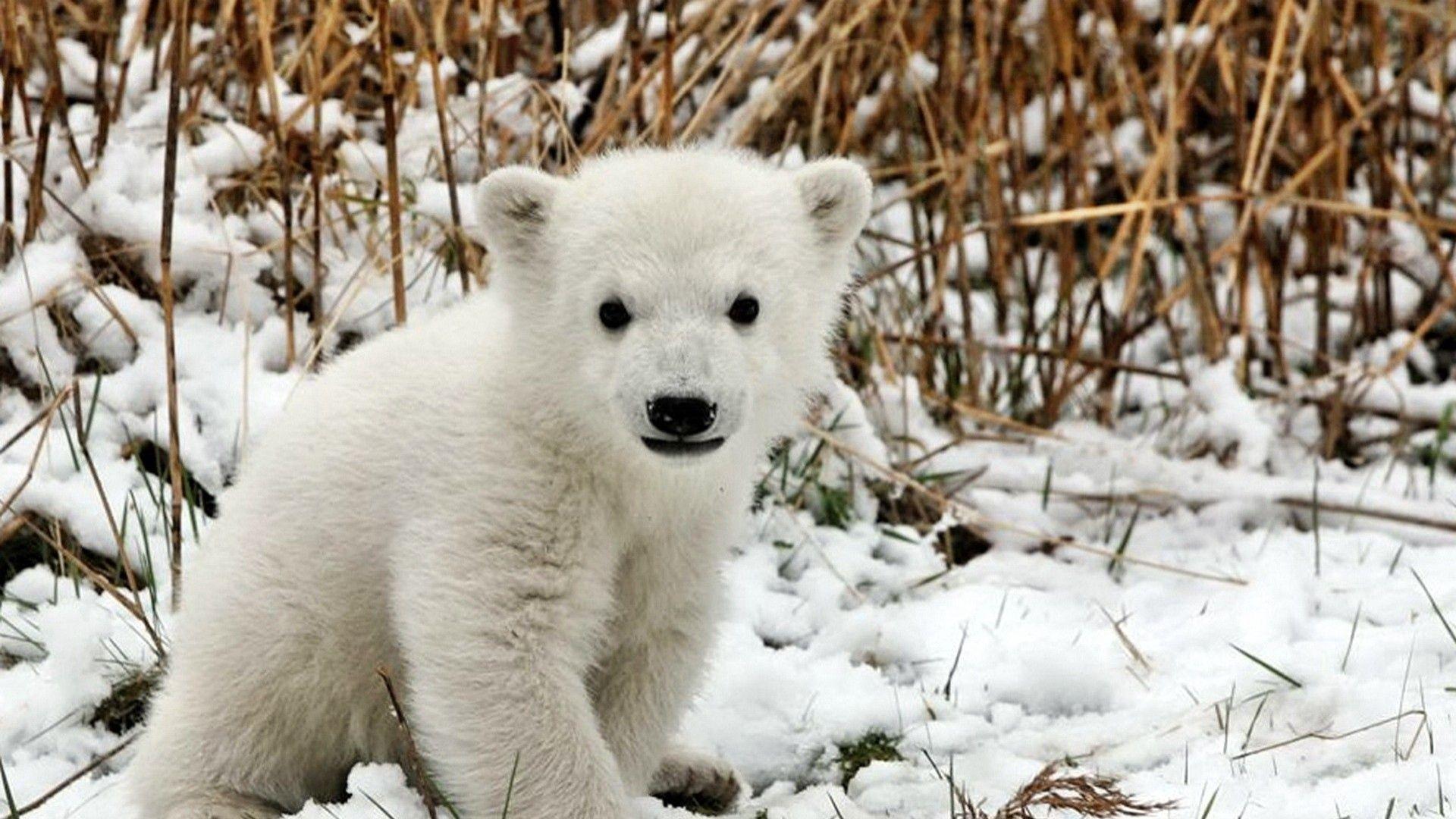 1920x1080 Download Wallpaper 1920x1080 bear, polar bear, cub, playful, snow, lying Full HD 1080p HD Background