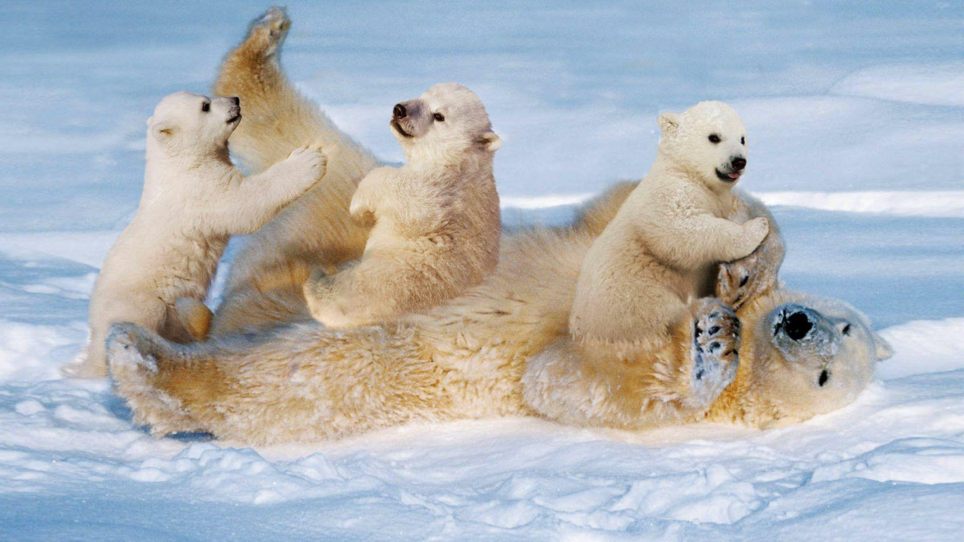 1920x1080 White Polar Bear With Cubs Small Cinch Staining The Snow Desktop Wallpaper HD Resolution 1920x1200 :