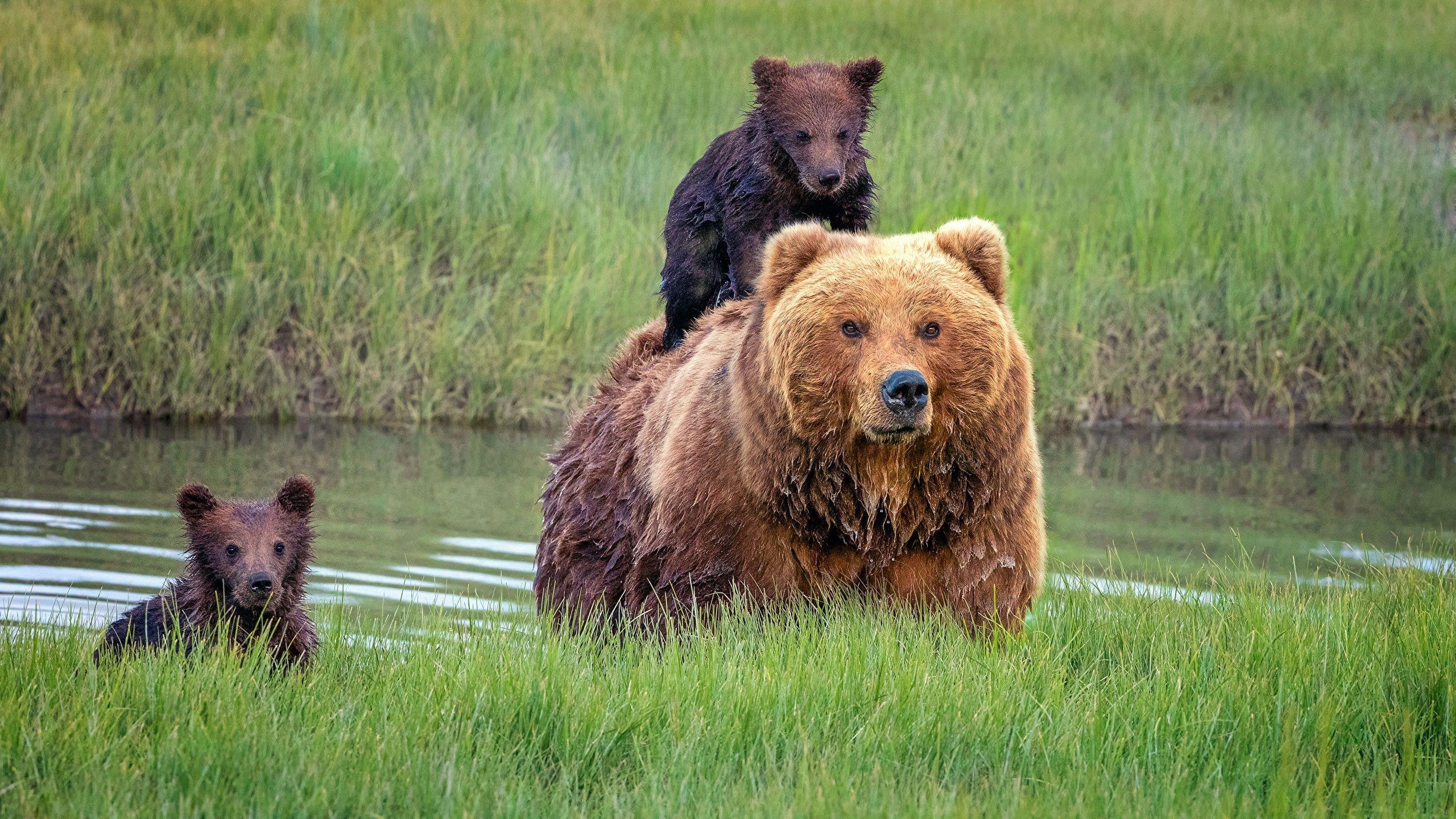 2560x1440 Desktop Wallpaper Grizzly Cubs Bears Grass animal 2560x1440