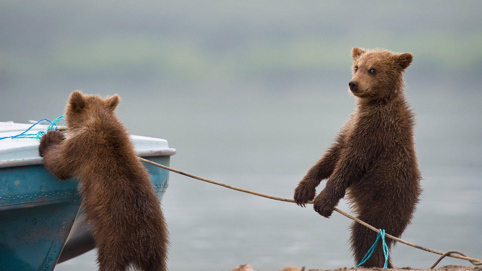 1920x1080 Bear cubs playing