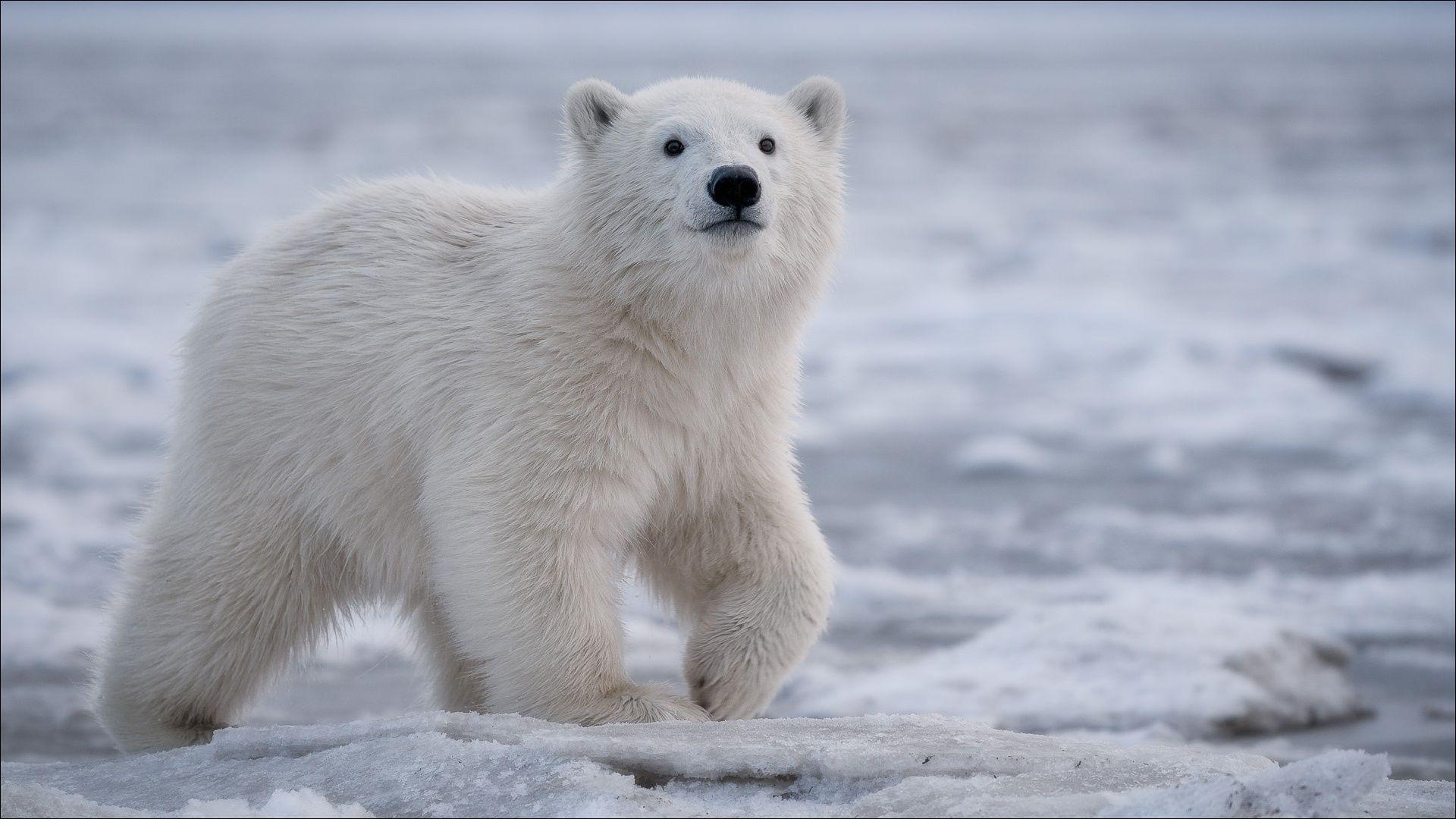 1920x1080 Ice, Baby Animal, Cub, Polar Bear, Wildlife Wallpaper