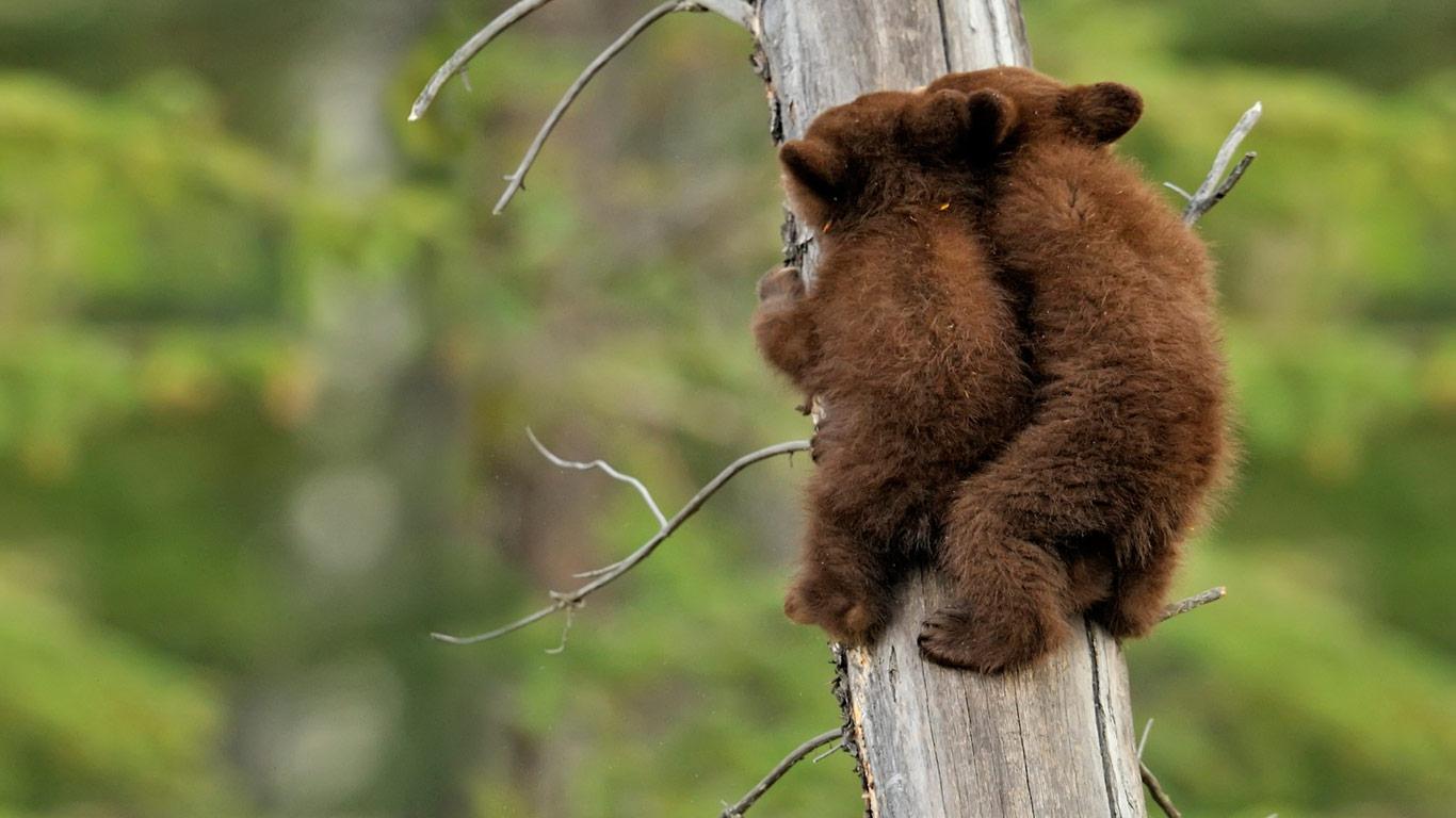 1366x768 New England Bears, Inc. Bears. Purchase Live Baby Bear Cubs in New England Hampshire, Vermont, Maine, Massachusetts, Rhode Island, Connecticut