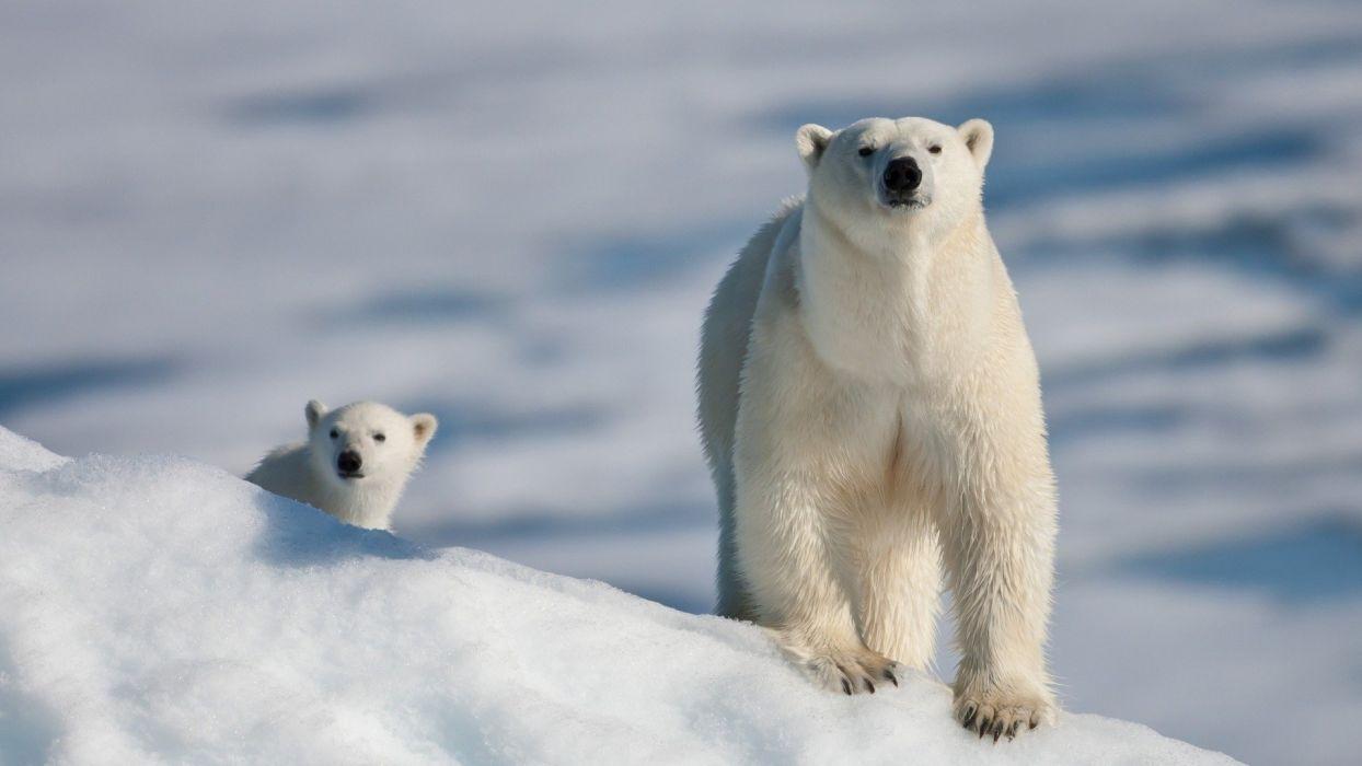 1244x700 Polar bear cub wallpaperx1080